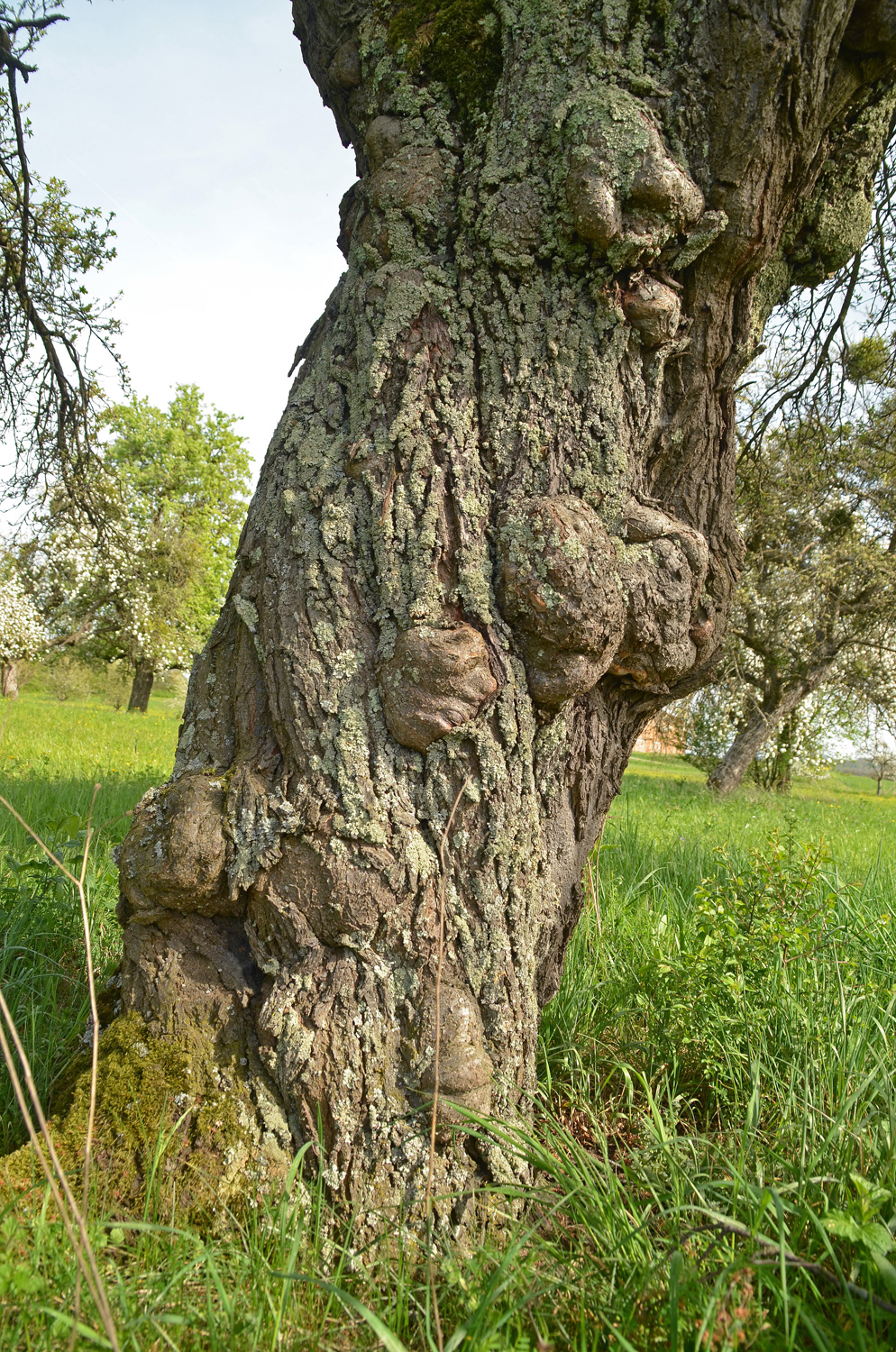 Prunus cerasifera - Kusterdingen-Mähringen - März 2024