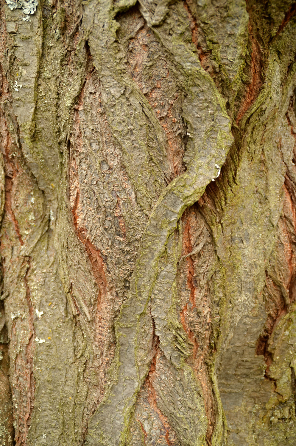 Prunus cerasifera - Filderstadt-Bonlanden - Febr. 2024