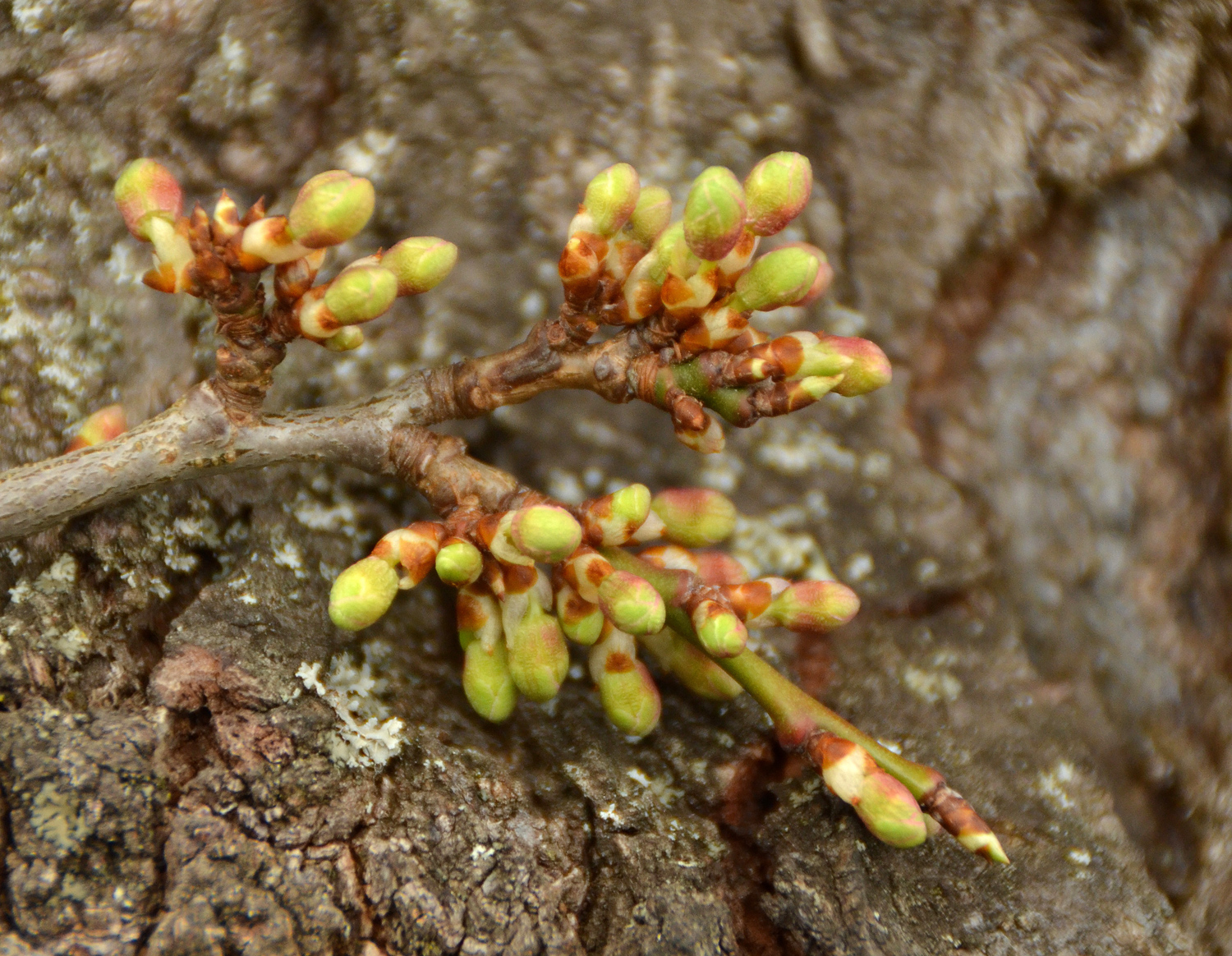 Prunus cerasifera - Filderstadt-Bonlanden - Febr. 2024