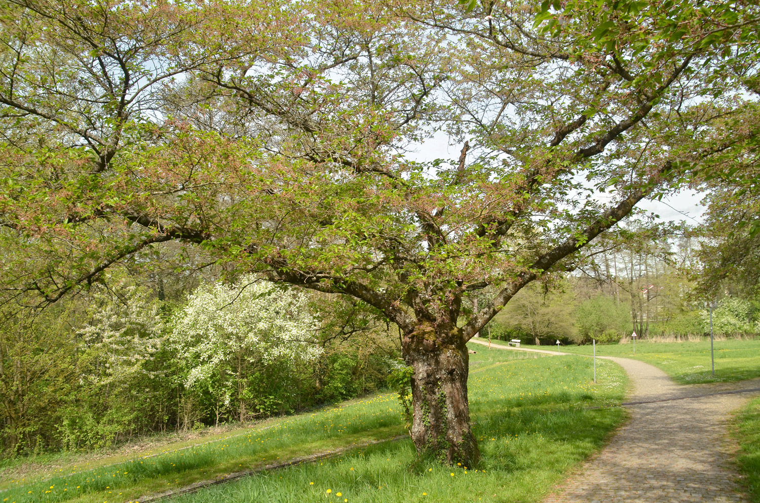 Prunus × yedoensis - Sindelfingen - April 2024