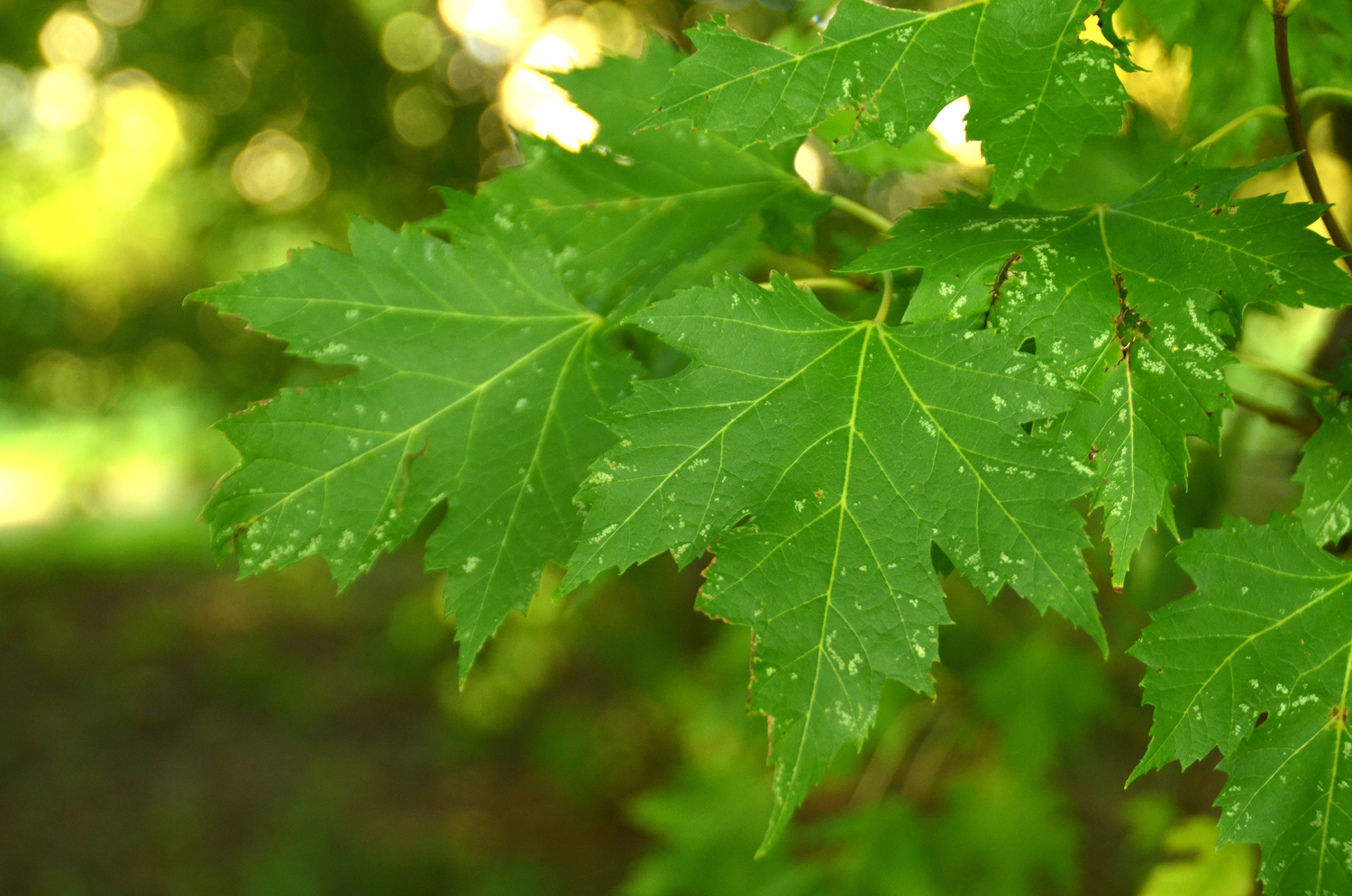 Acer rubrum - Hohenheim - Sept. 2023