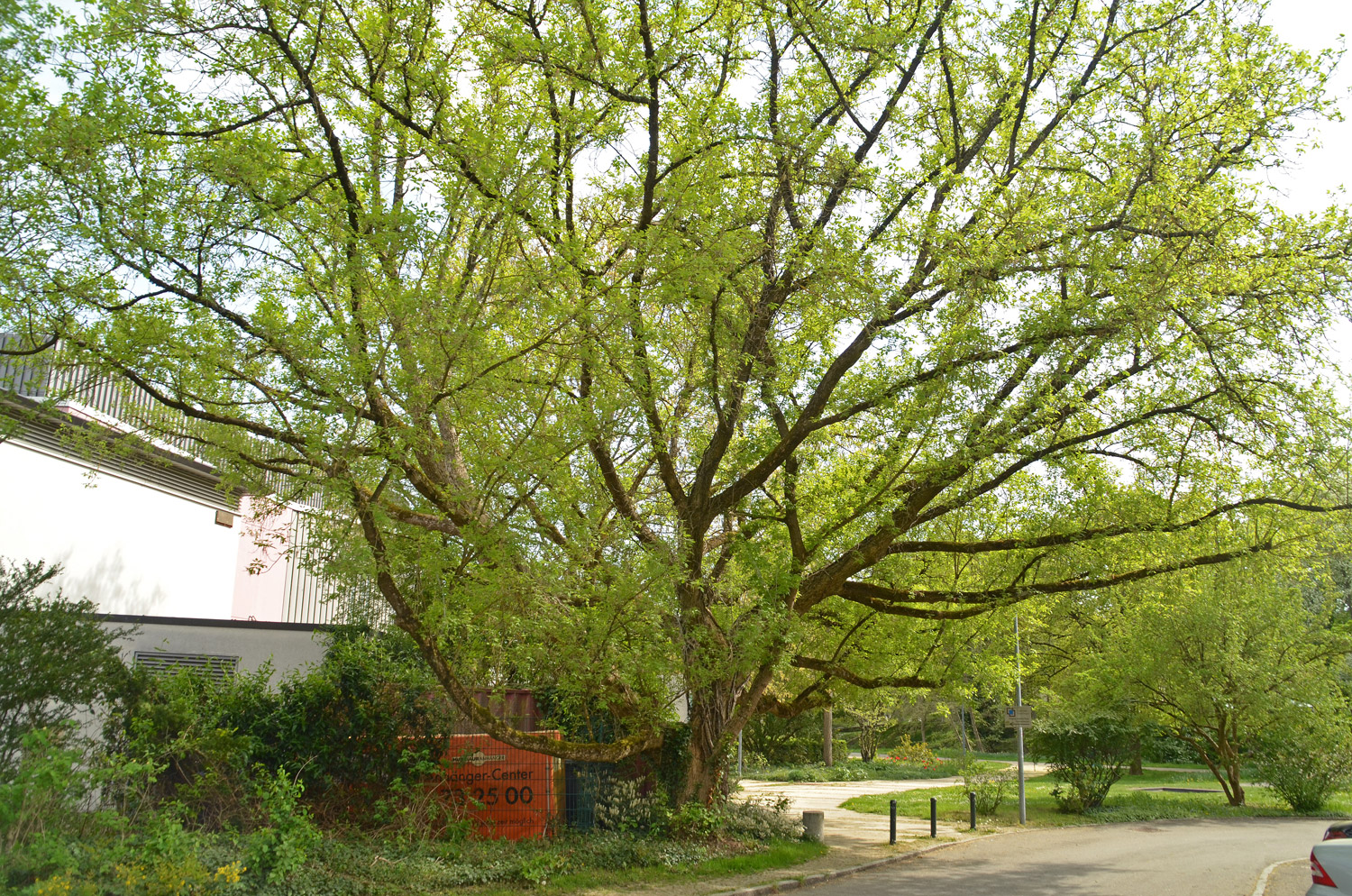 Acer negundo - Sindelfingen - April 2024