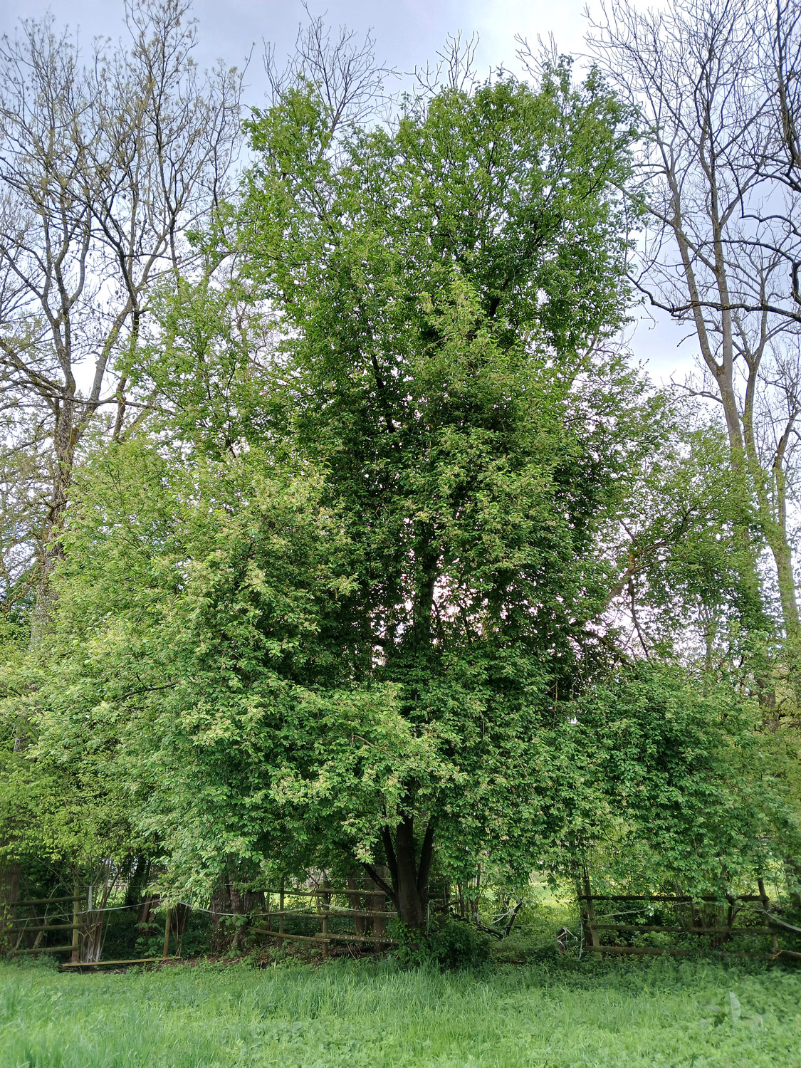 Prunus padus - Kusterdingen - April 2024