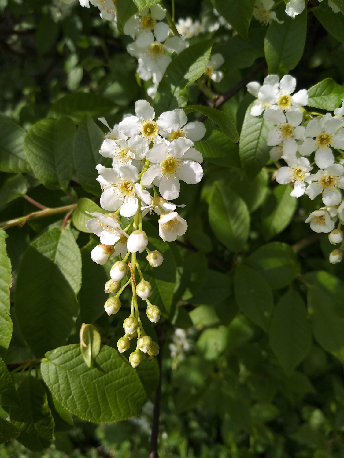 Prunus padus - Kusterdingen - April 2023