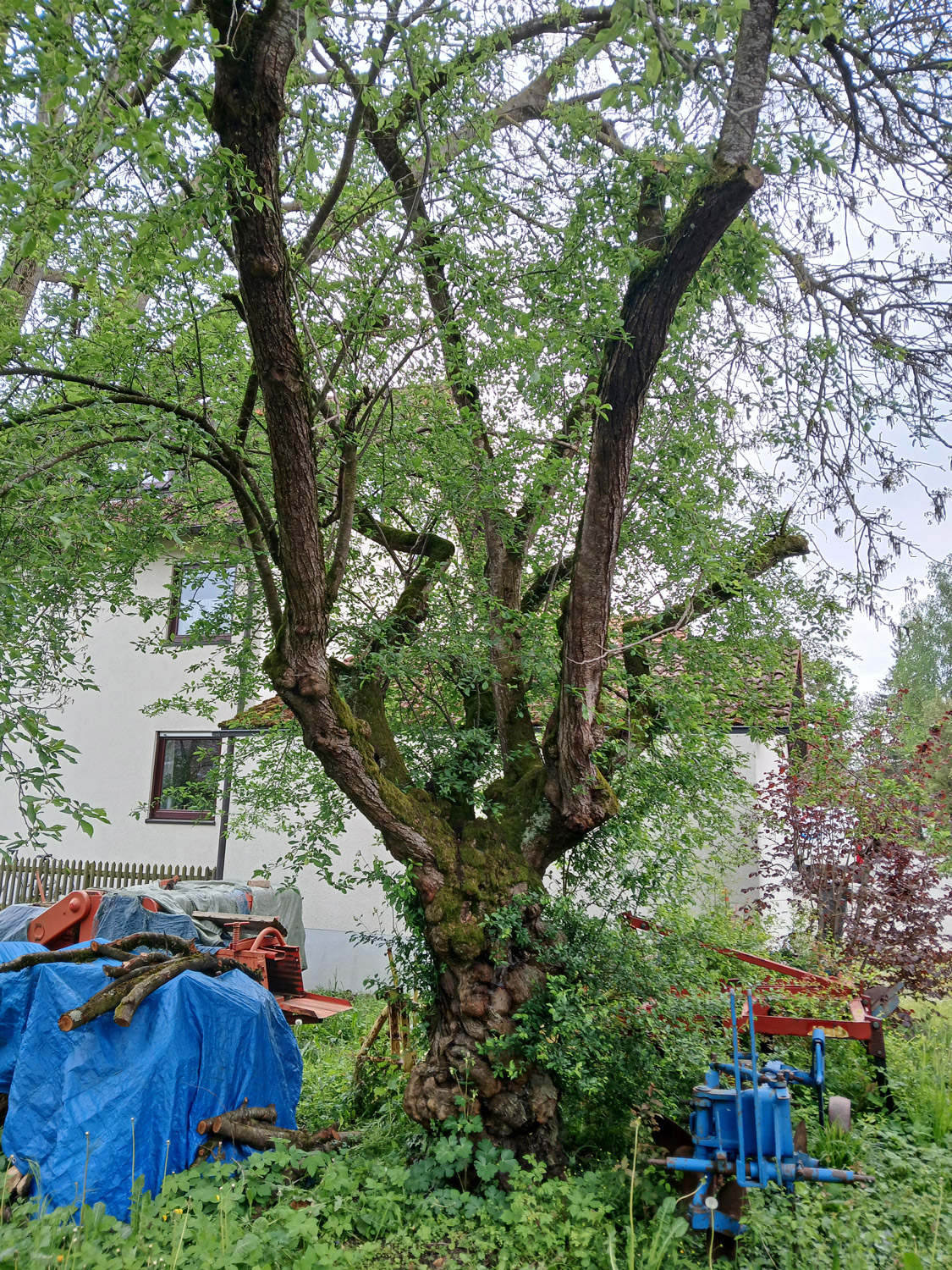 Prunus cerasifera - Kusterdingen-Mähringen - März 2024