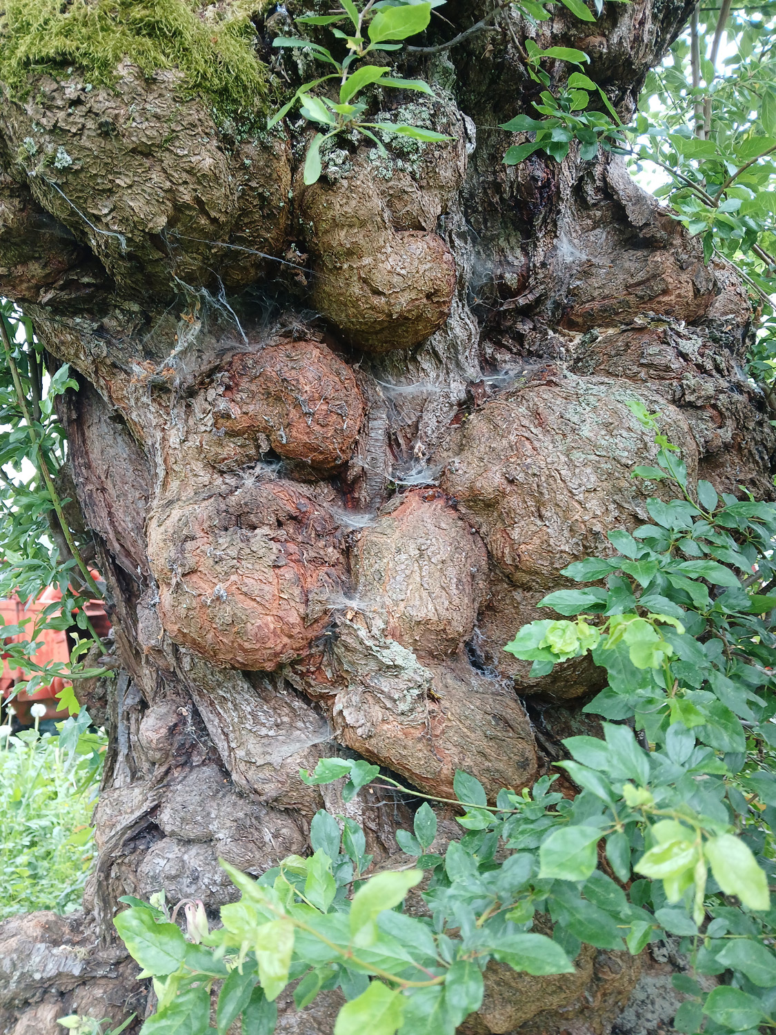 Prunus cerasifera - Kusterdingen-Mähringen - März 2024