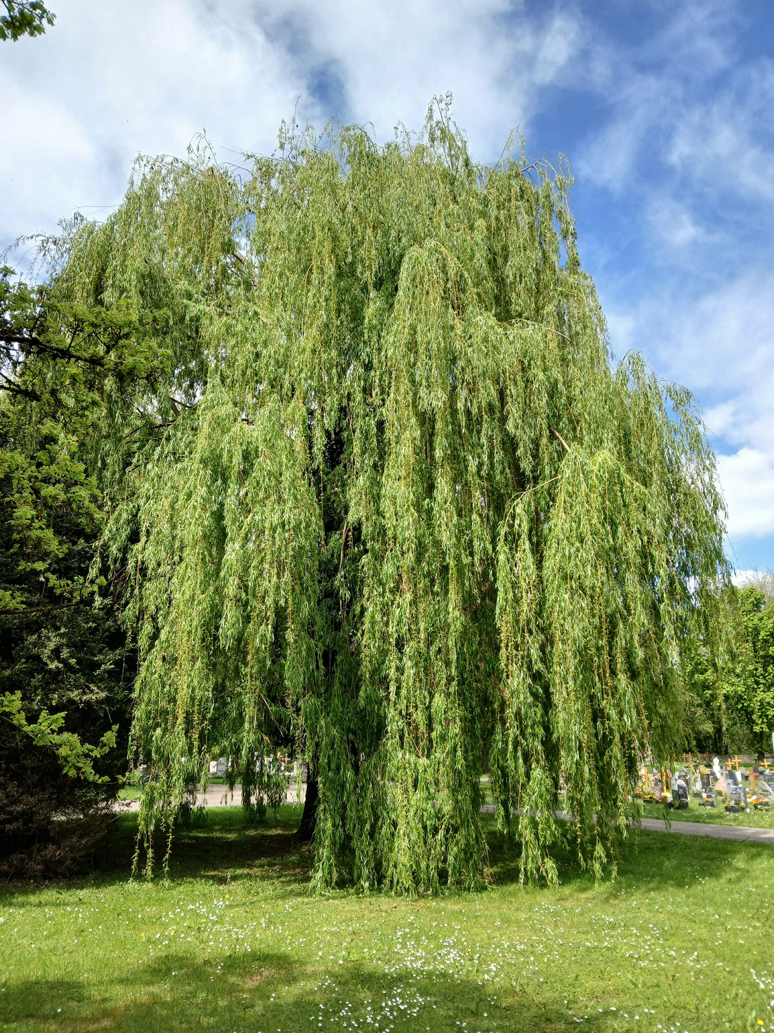 Salix alba 'Tristis' - Friedhof Mössingen - April 2024