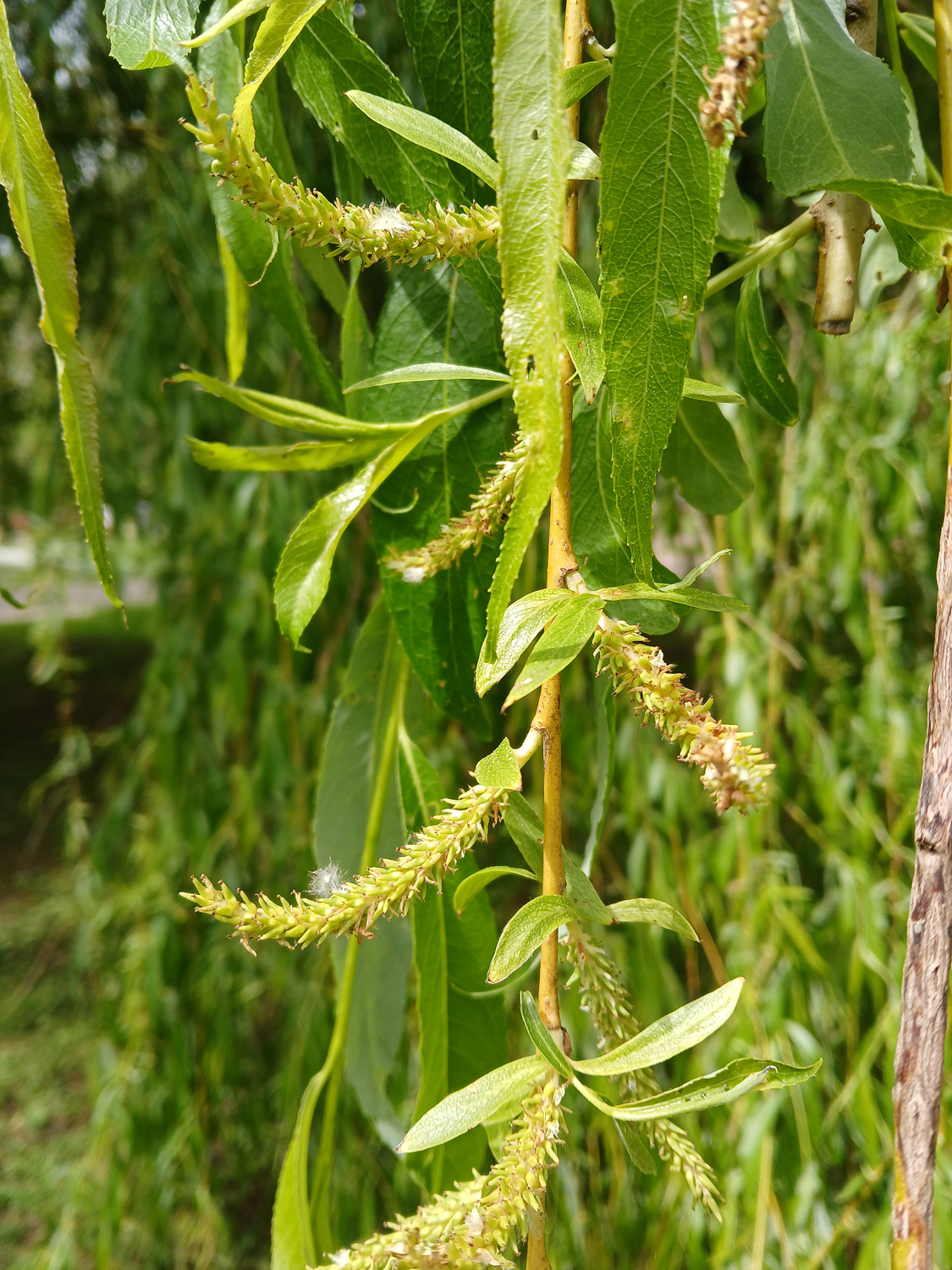Salix alba 'Tristis' - Friedhof Mössingen - April 2024