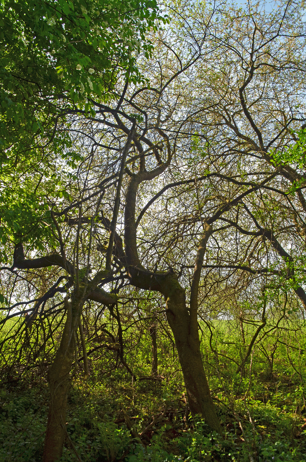 Prunus spinosa - Gomaringen - April 2024