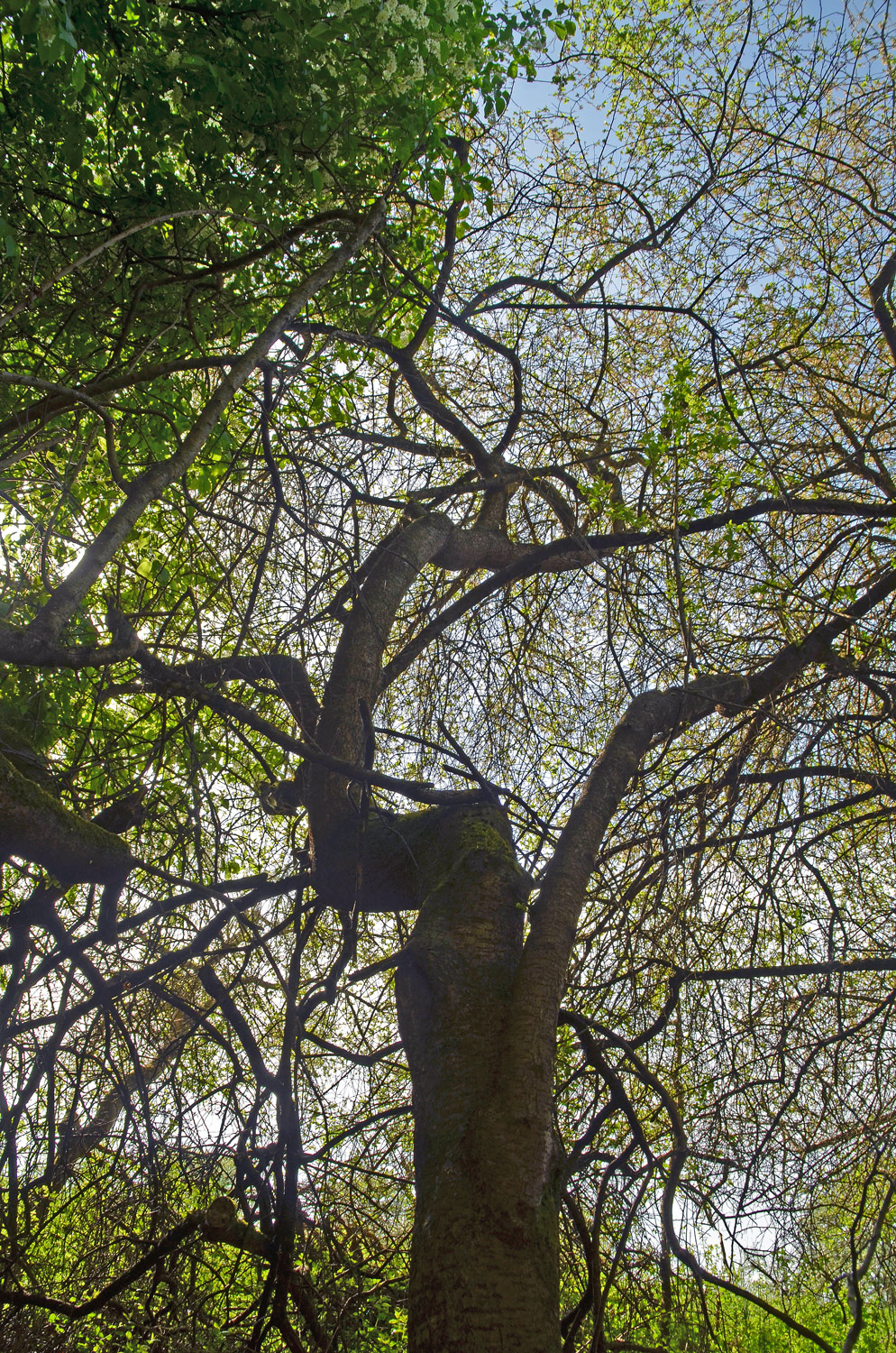 Prunus spinosa - Gomaringen - April 2024