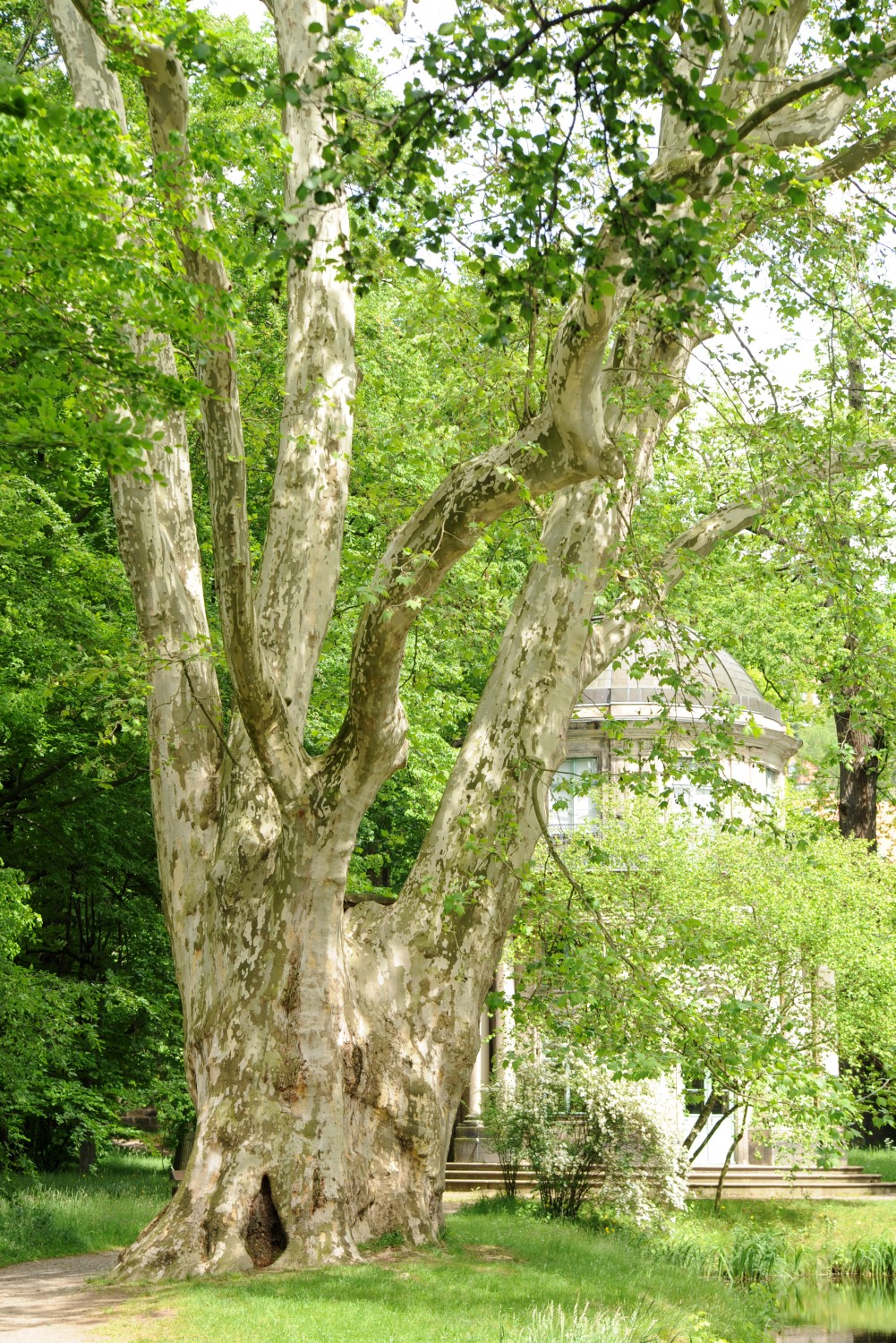 Platanus × hispanica - Dresden-Pillnitz - Mai 2014