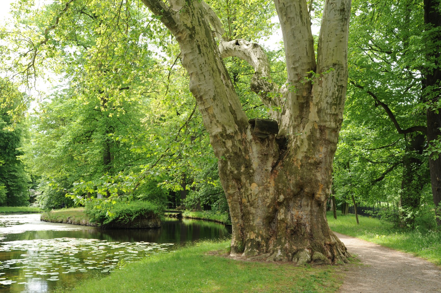 Platanus × hispanica - Dresden-Pillnitz - Mai 2014