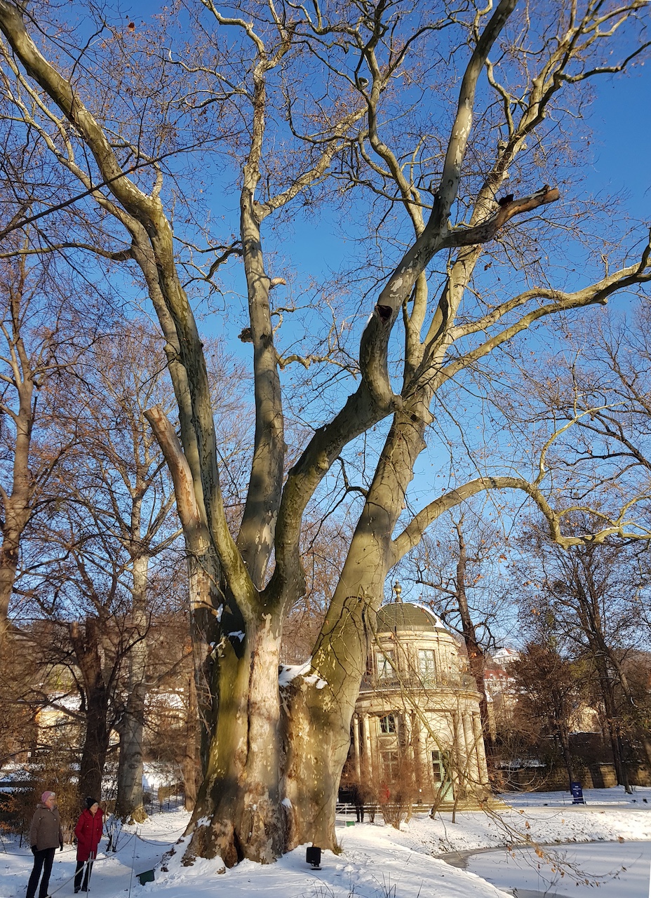 Platanus x hispanica - Dresden-Pillnitz - Dezember 2022