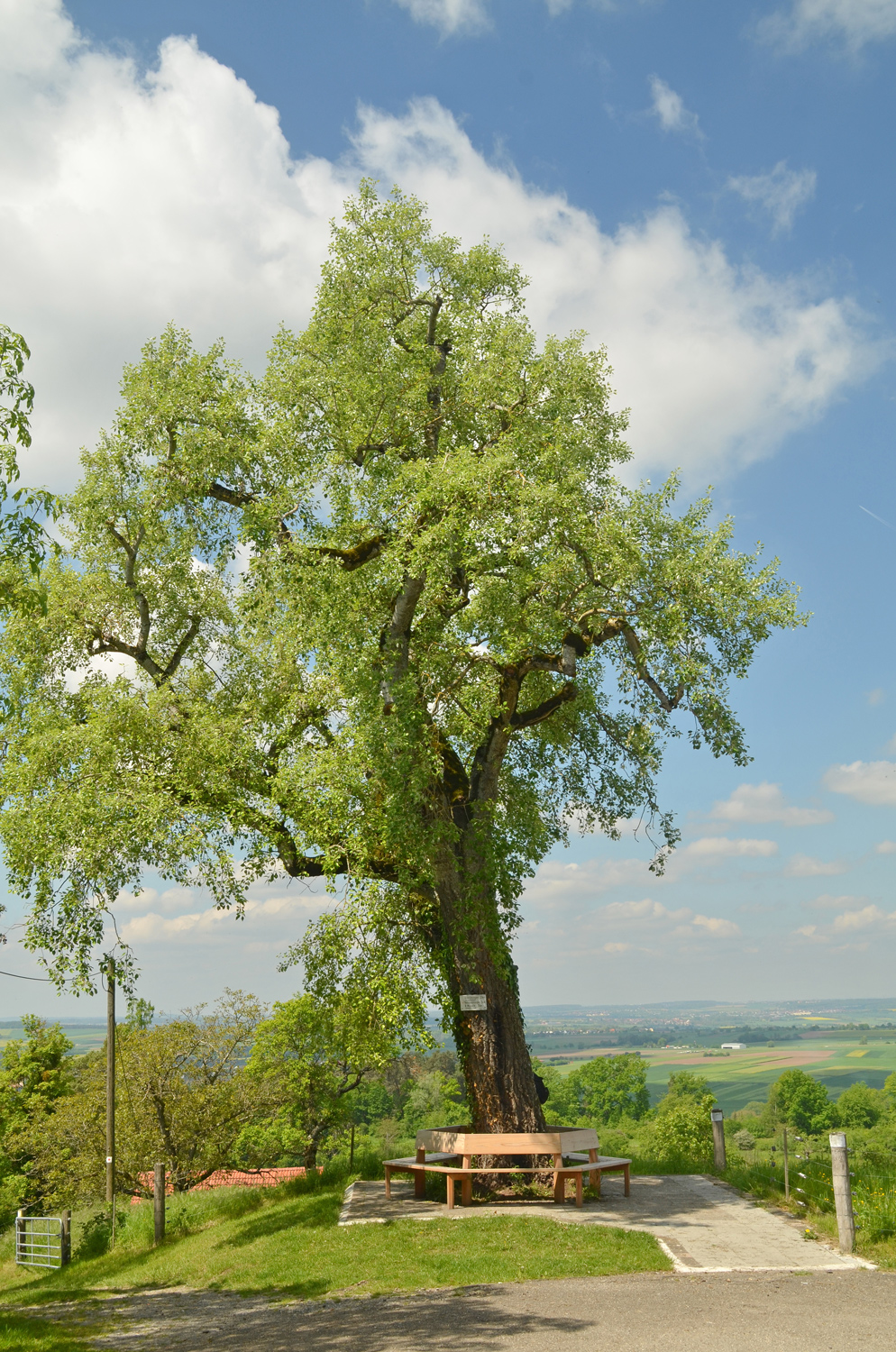 Populus × canescens - Tübingen-Unterjesingen - Mai 2024