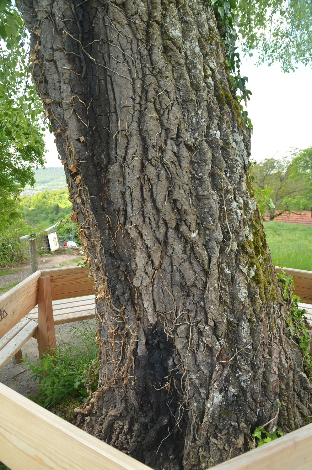 Populus × canescens - Tübingen-Unterjesingen - Mai 2024