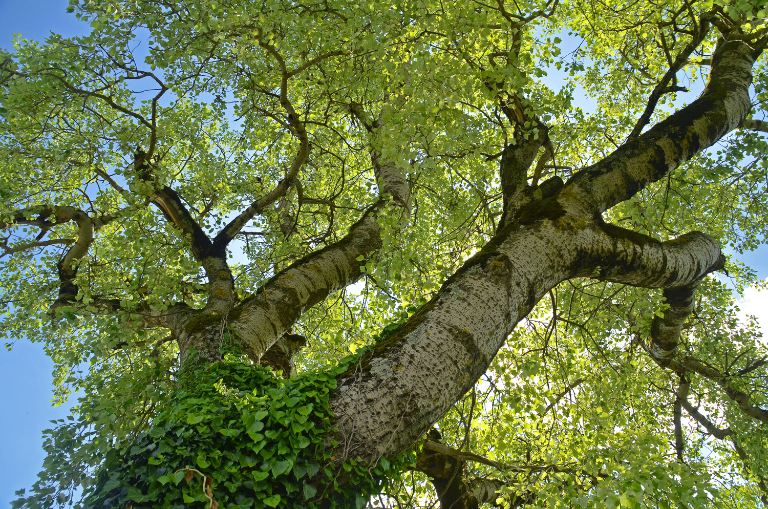 Populus × canescens - Tübingen-Unterjesingen - Mai 2024