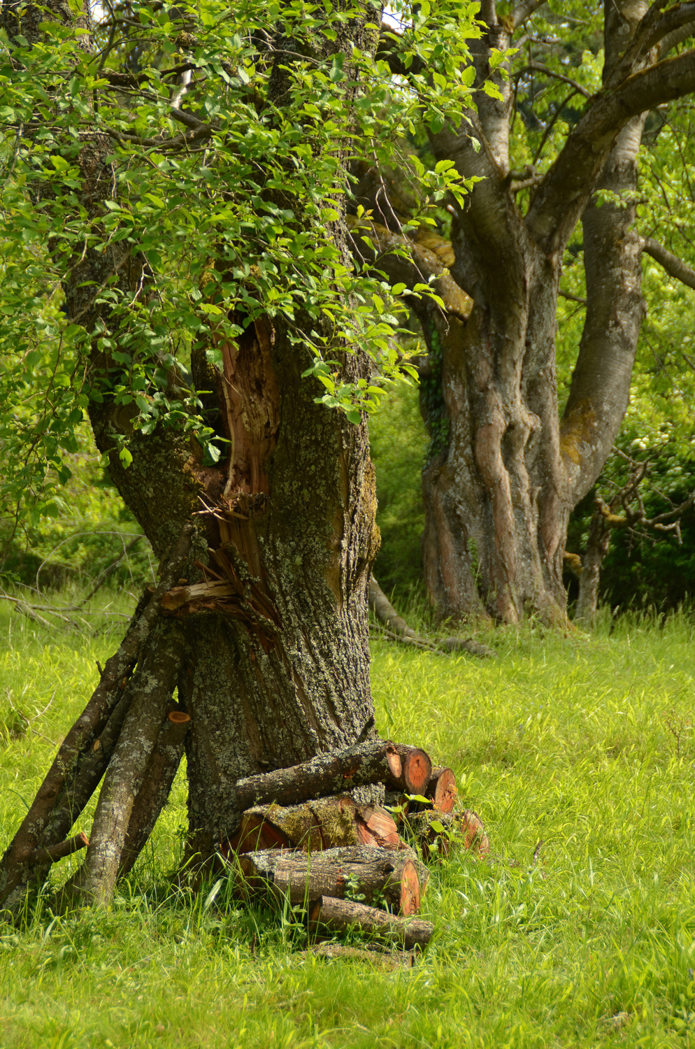 Prunus domestica subsp. domestica - Mössingen - Mai 2024