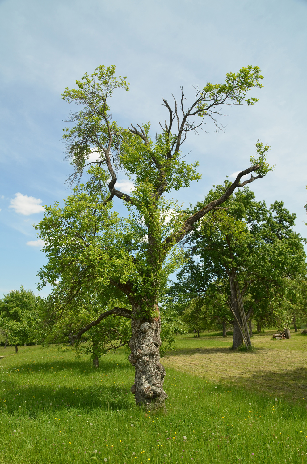 Prunus domestica subsp. domestica - Mössingen - Mai 2024