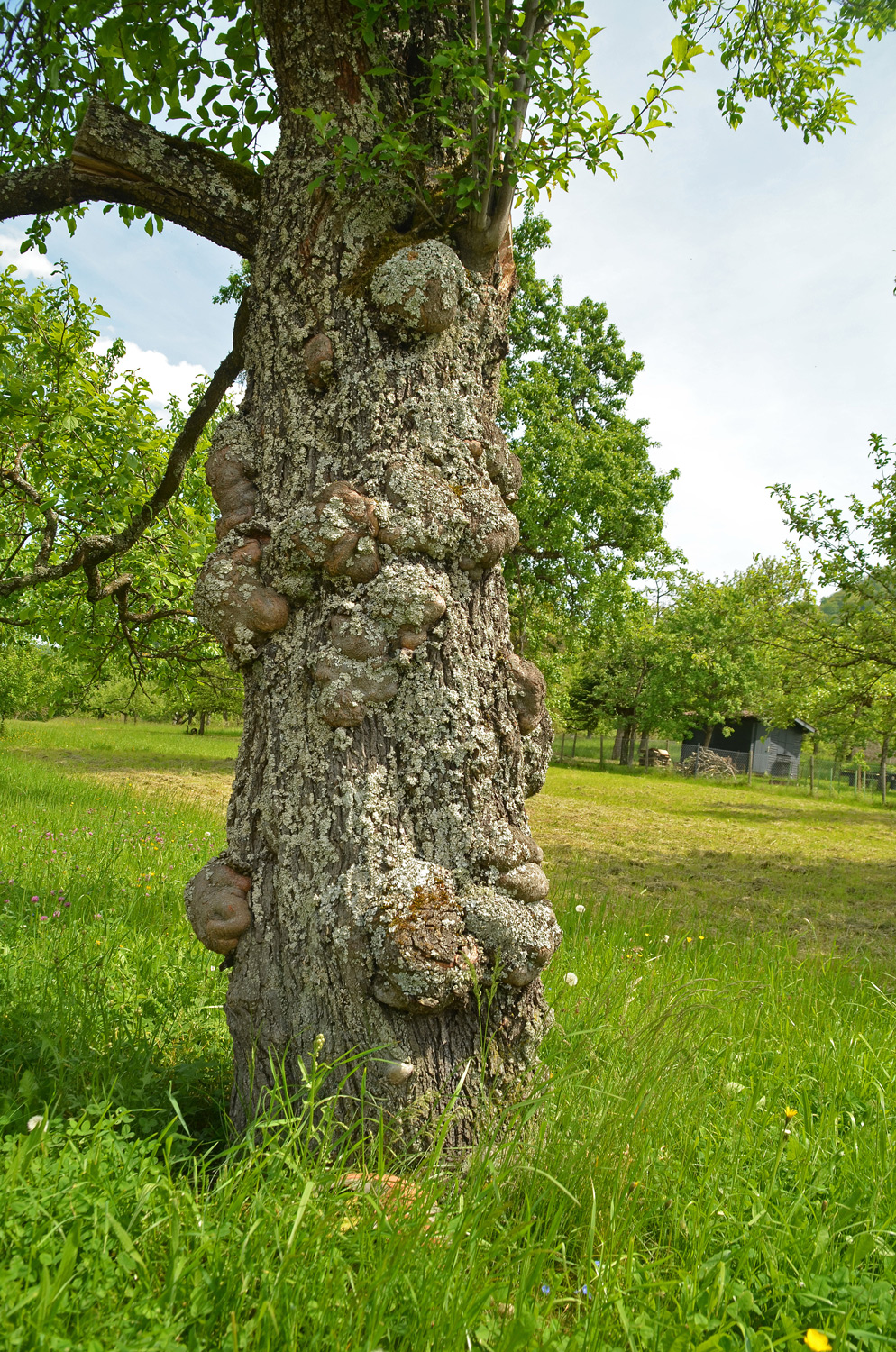 Prunus domestica subsp. domestica - Mössingen - Mai 2024
