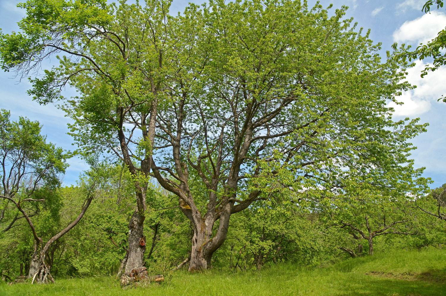 Prunus avium - Mössingen - Mai 2024