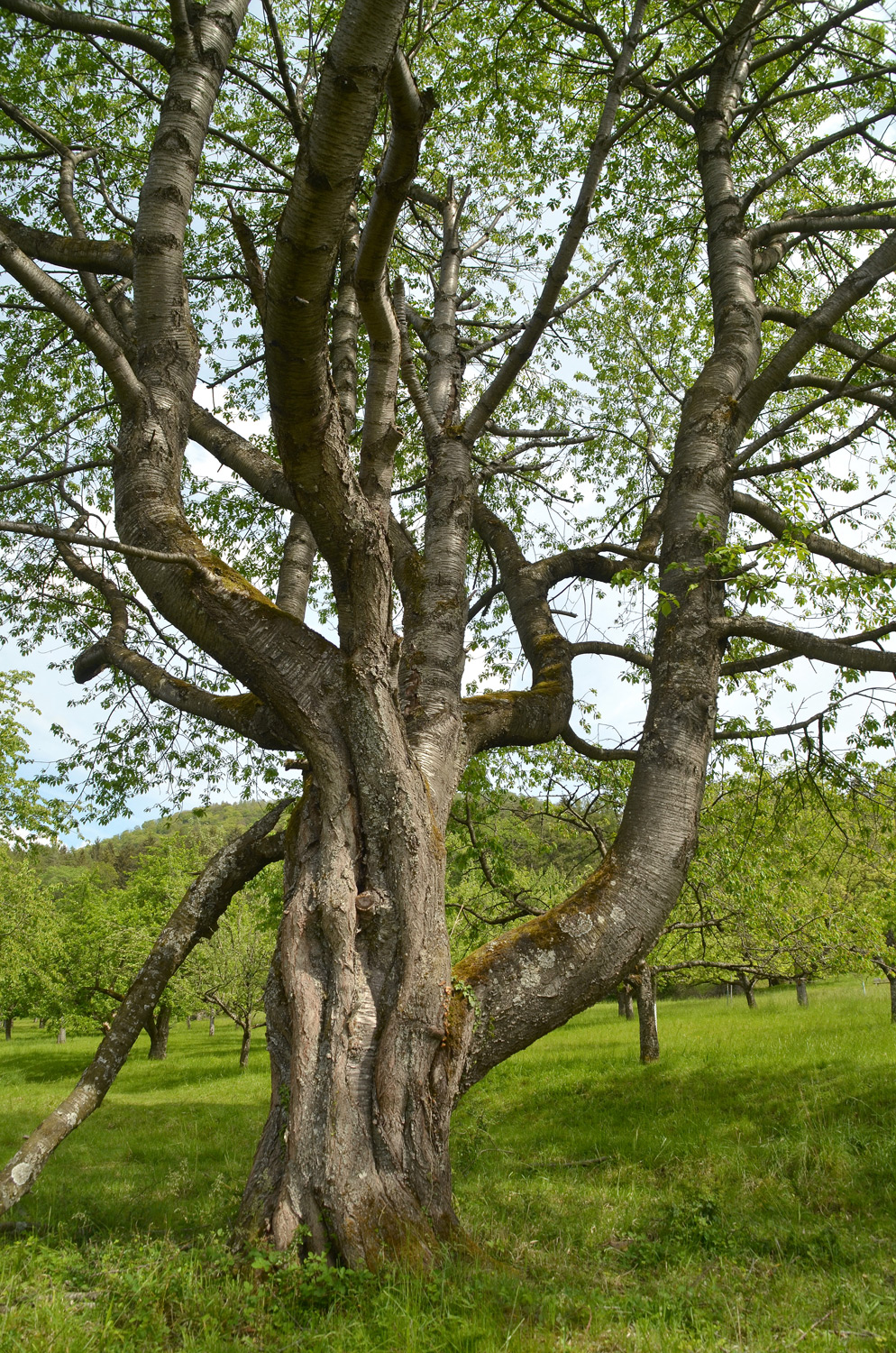 Prunus avium - Mössingen - Mai 2024