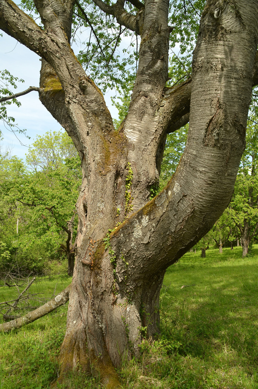Prunus avium - Mössingen - Mai 2024