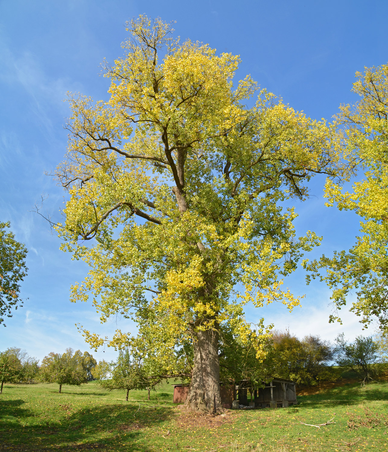 Populus × canadensis - Ellwangen - Okt. 2015