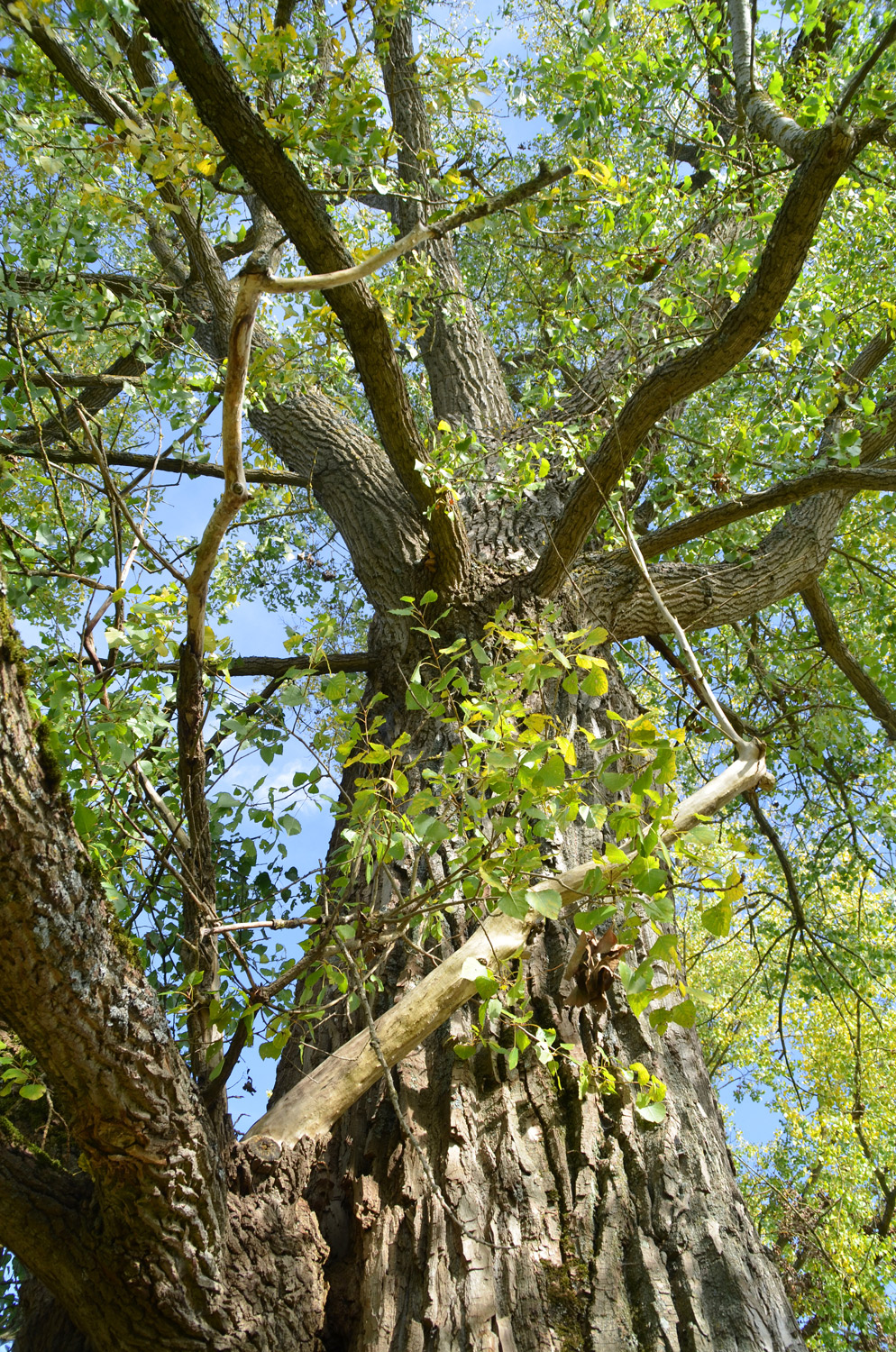 Populus × canadensis - Ellwangen - Okt. 2015