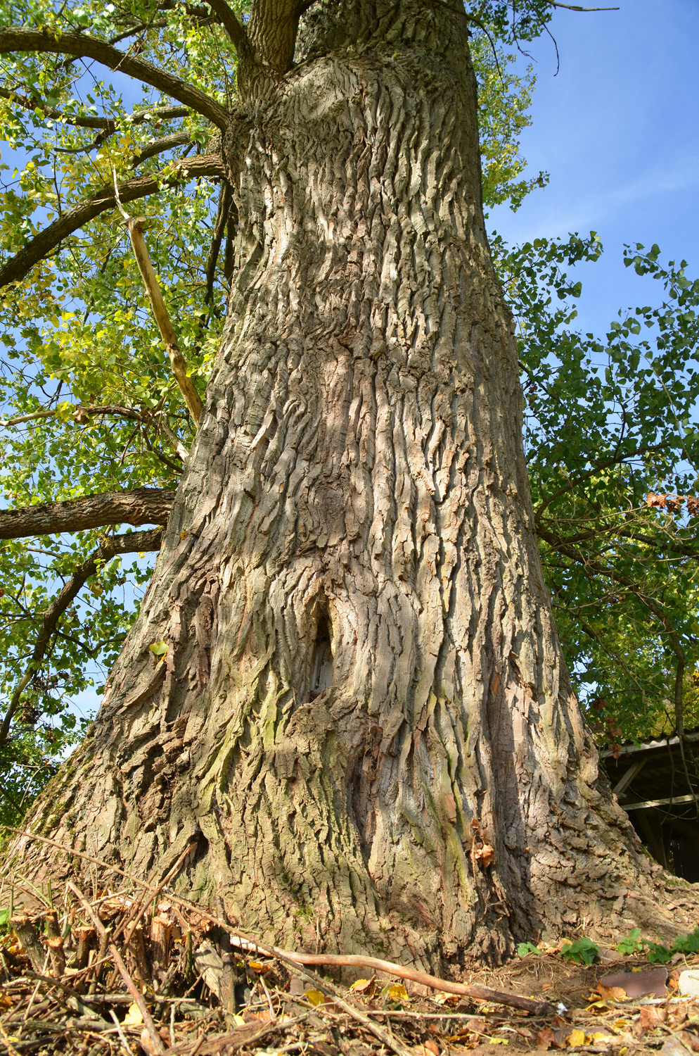 Populus × canadensis - Ellwangen - Okt. 2015