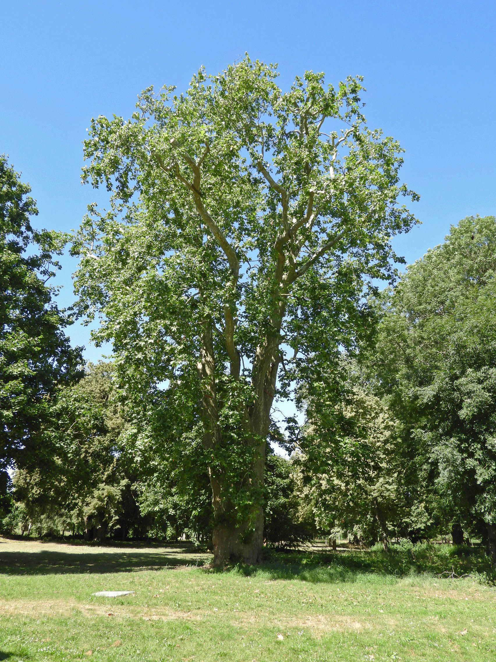 Platanus × hispanica - Sommersdorf - Juli 2025