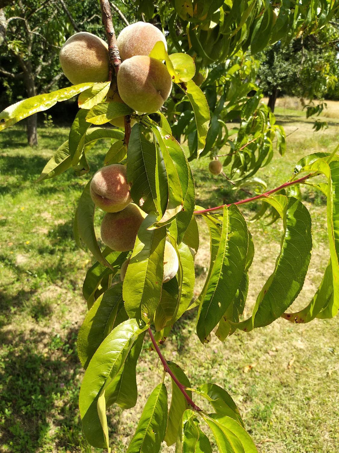 Prunus persica - Kusterdingen-Jettenburg - Sep. 2023