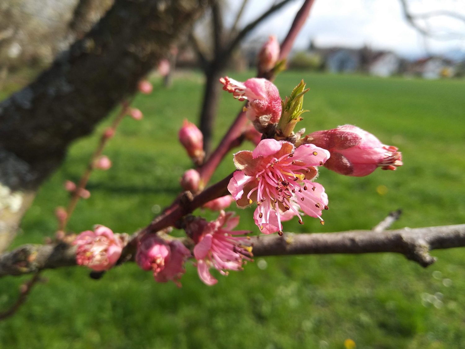 Prunus persica - Kusterdingen-Jettenburg - März 2024