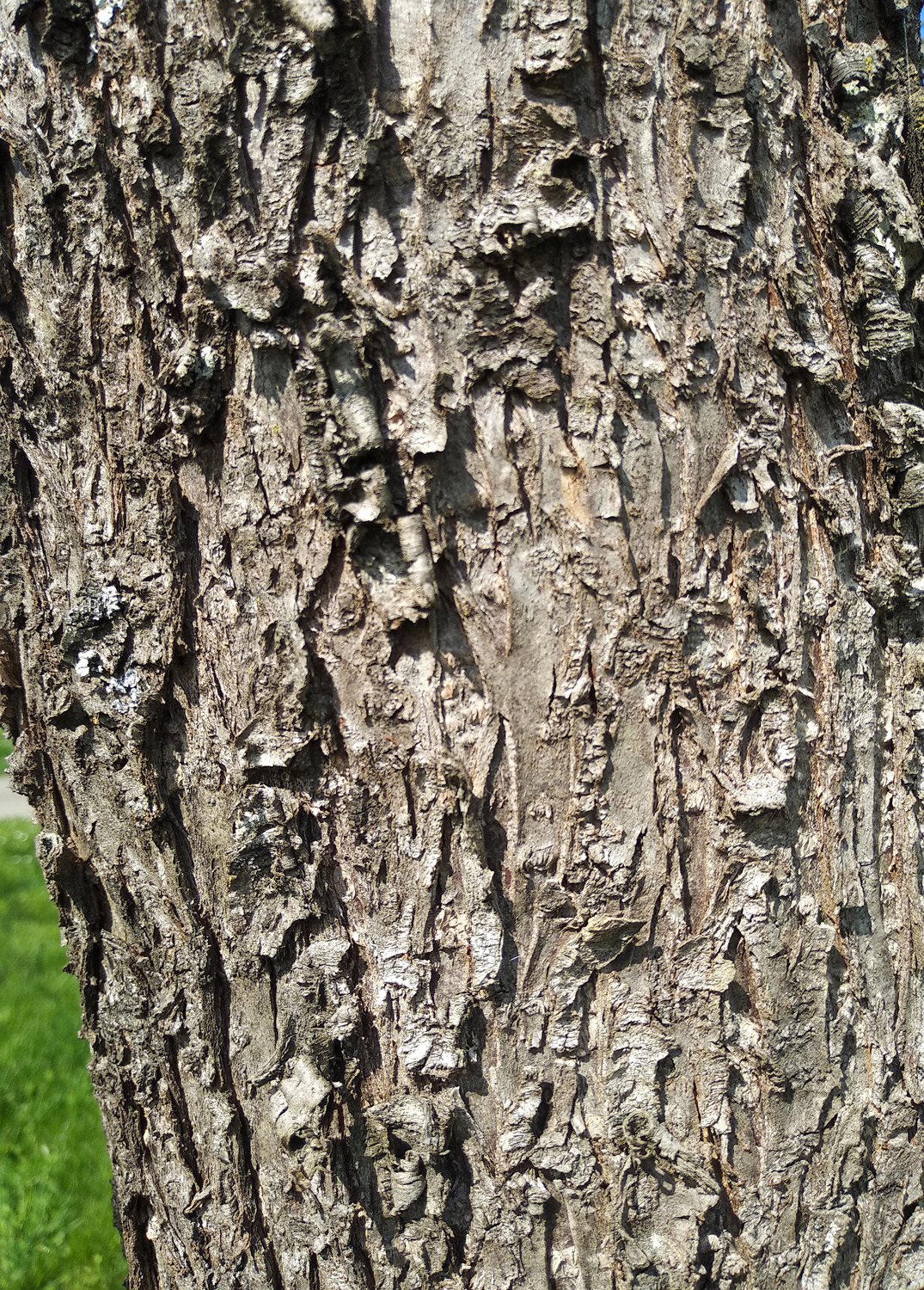 Prunus persica - Kusterdingen-Jettenburg - März 2024