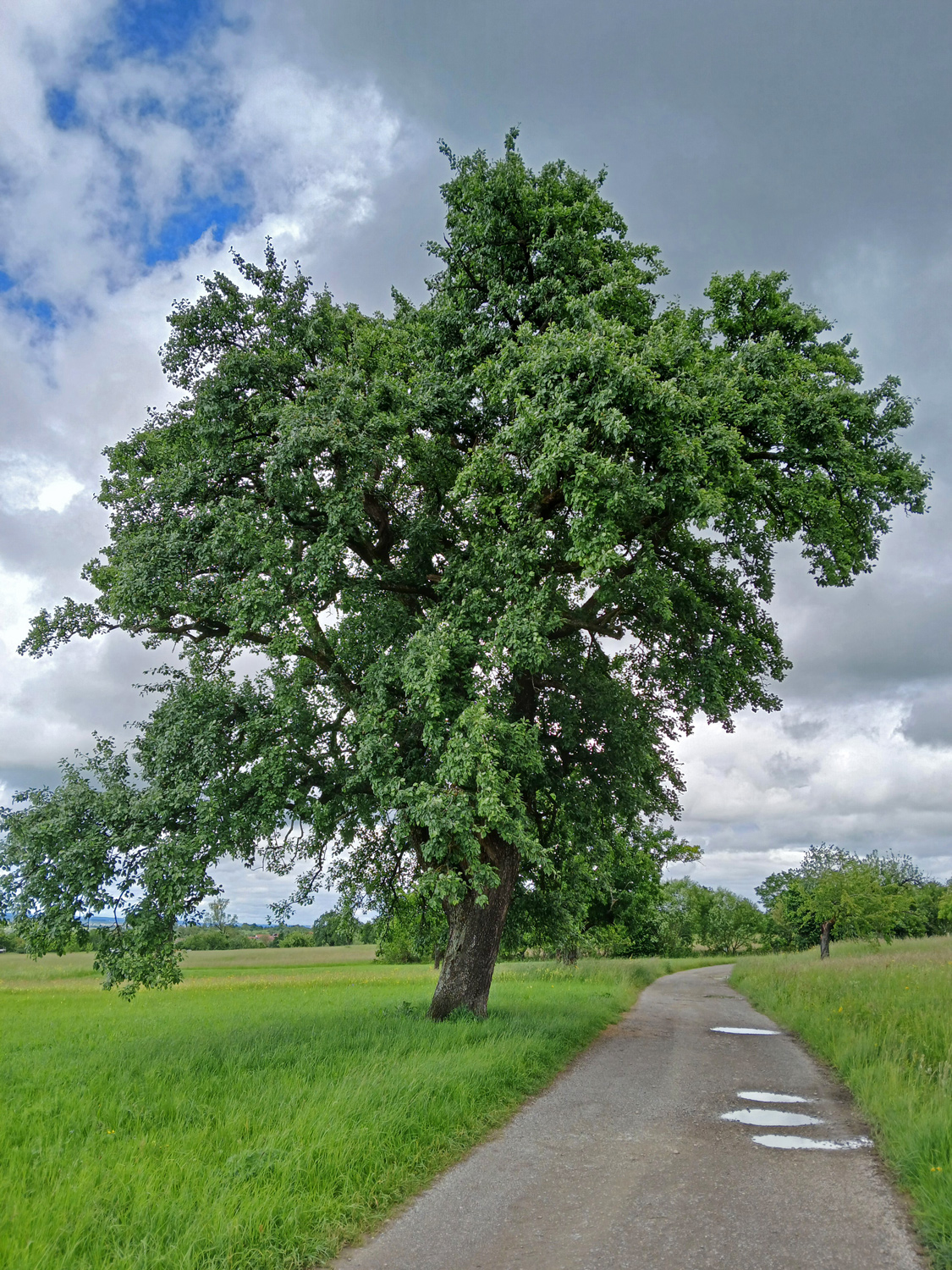 Welsche Bratbirne - Mössingen-Belsen - Mai 2024