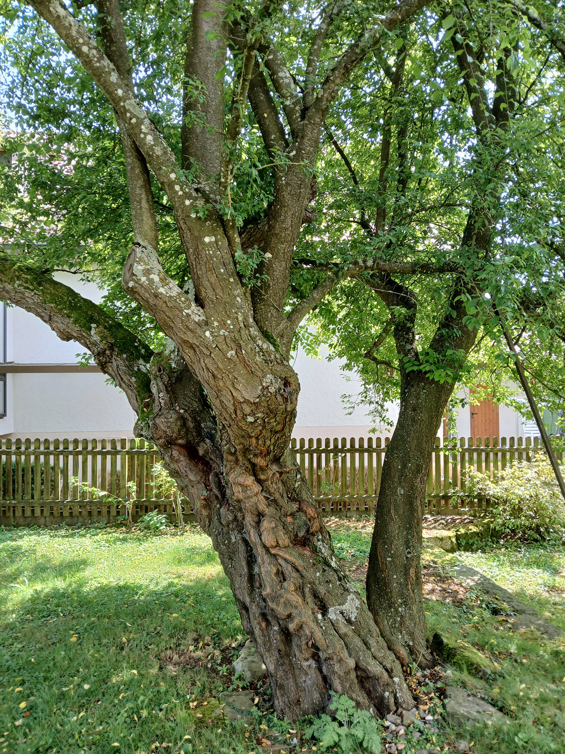 Prunus cerasifera - Kusterdingen-Mähringen - August 2024