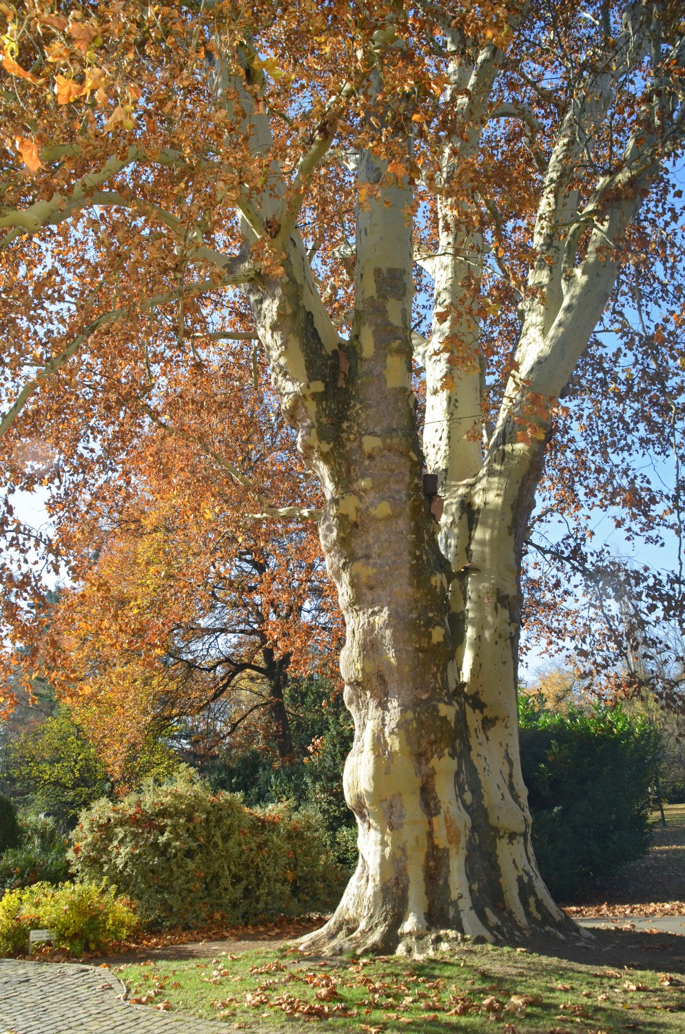 Platanus × hispanica - Stuttgart-Hohenheim - 2018