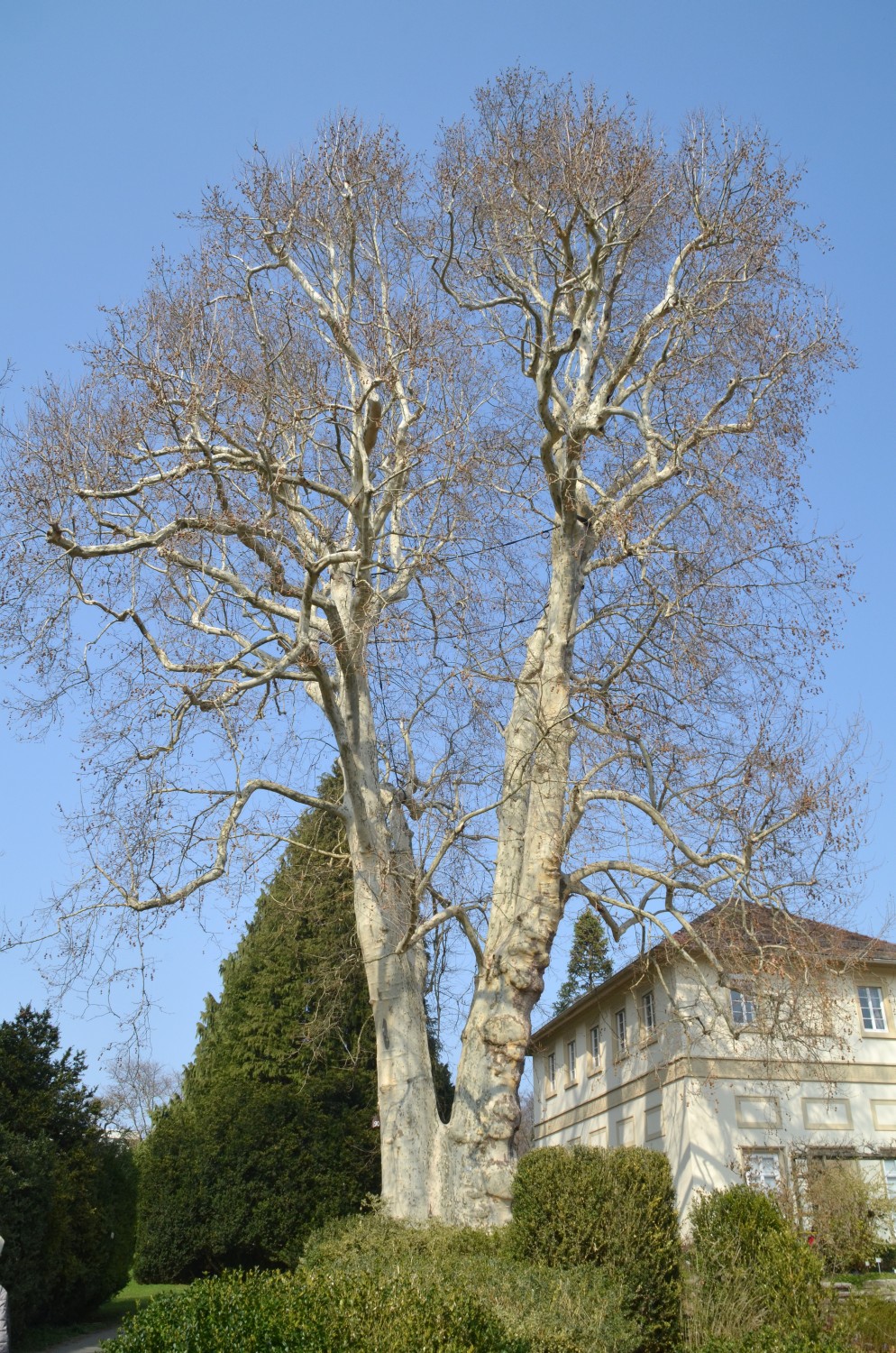 Platanus × hispanica - Stuttgart-Hohenheim - 2019