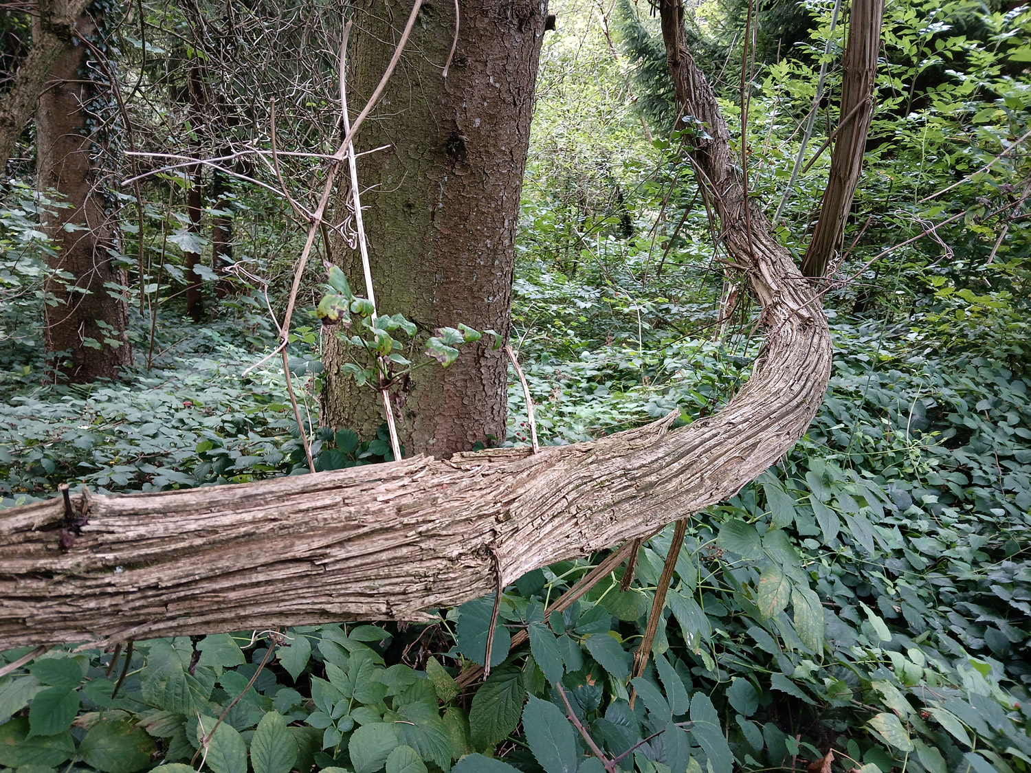 Clematis vitalba - Mössingen - Sept. 2024