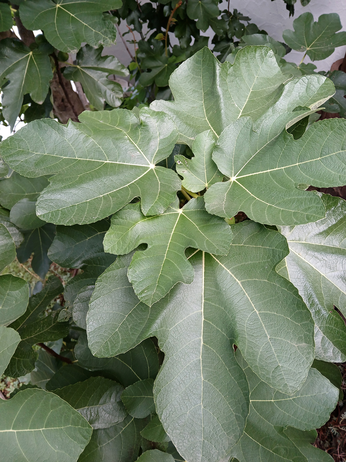 Ficus carica - Kohlberg - Sept. 2024