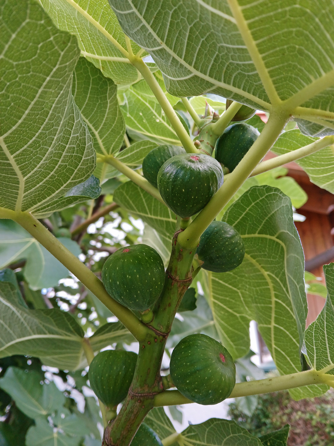 Ficus carica - Kohlberg - Sept. 2024