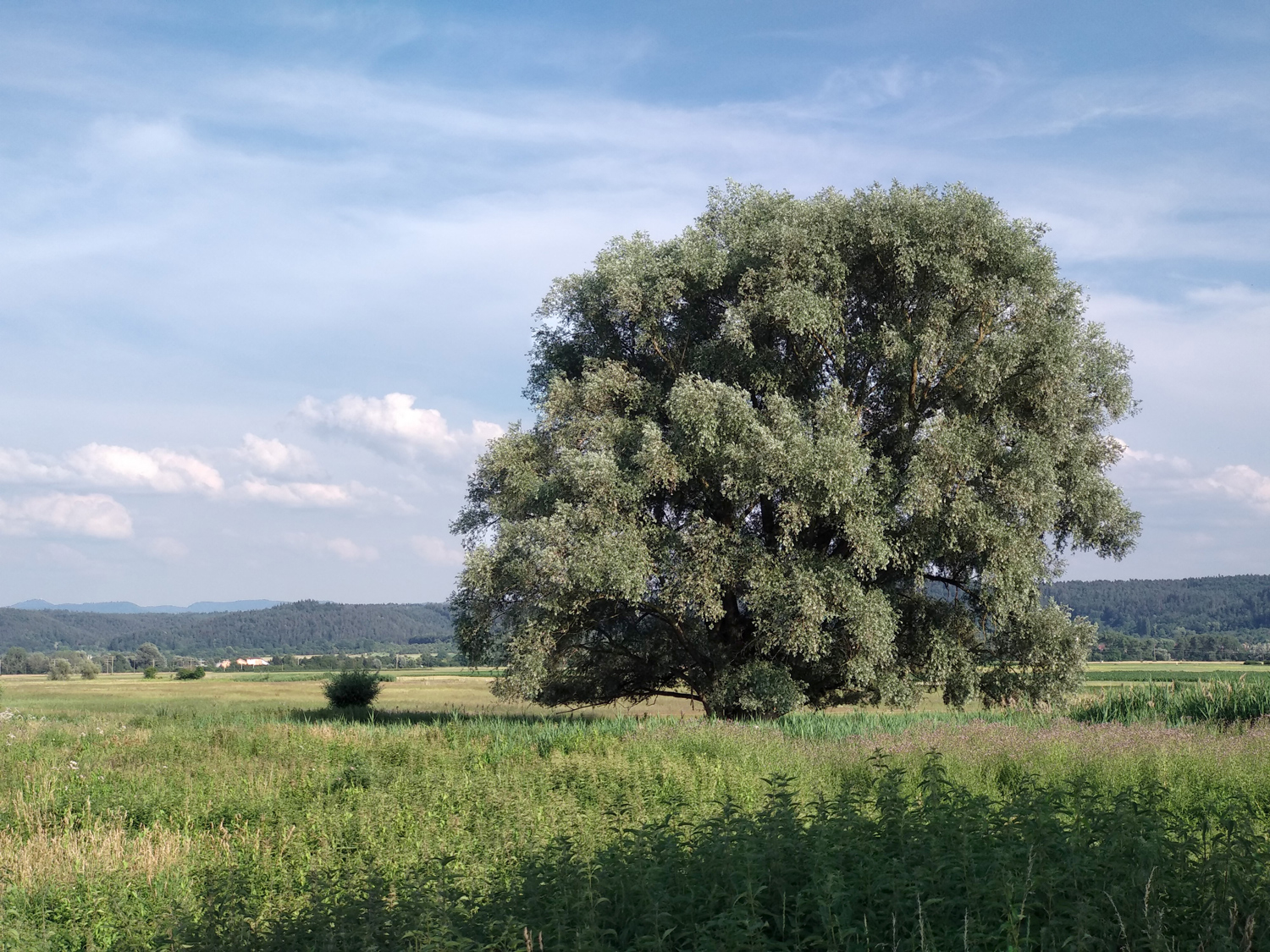 Silber-Weide - Rottenburg-Wurmlingen - Juni 2018