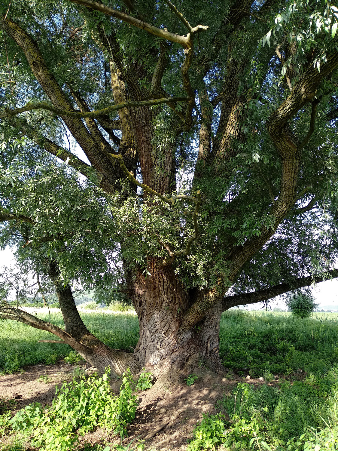 Silber-Weide - Rottenburg-Wurmlingen - Juni 2018