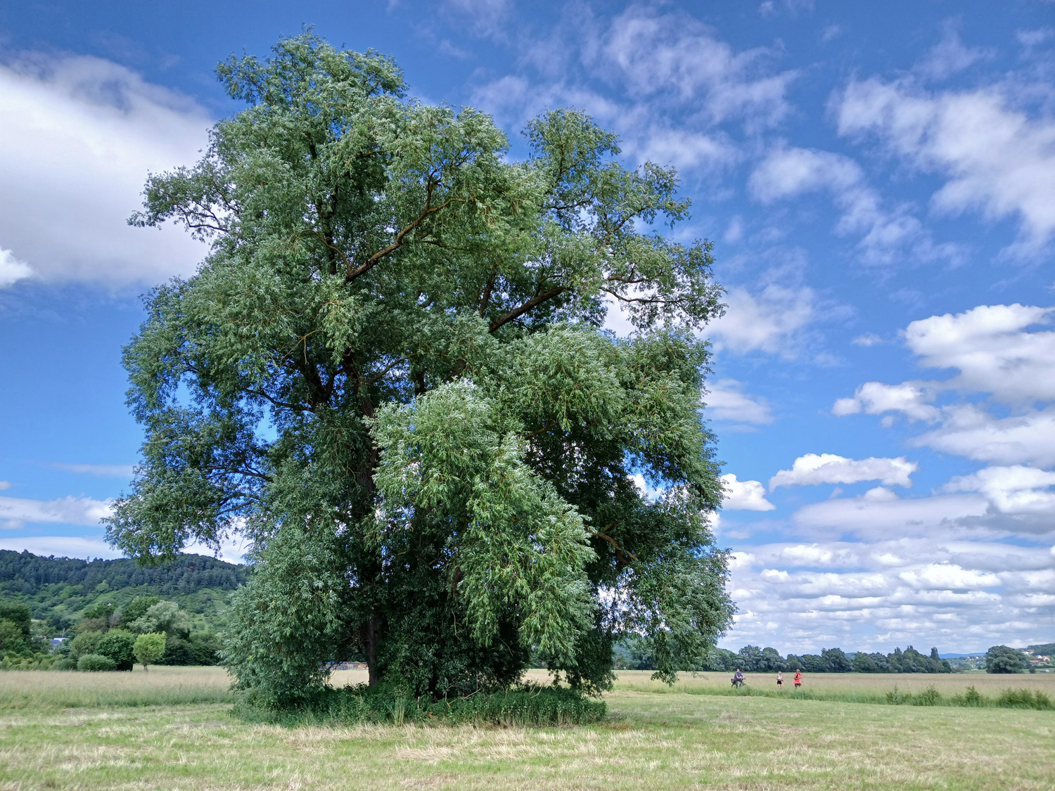Silber-Weide - Rottenburg - Juli 2018