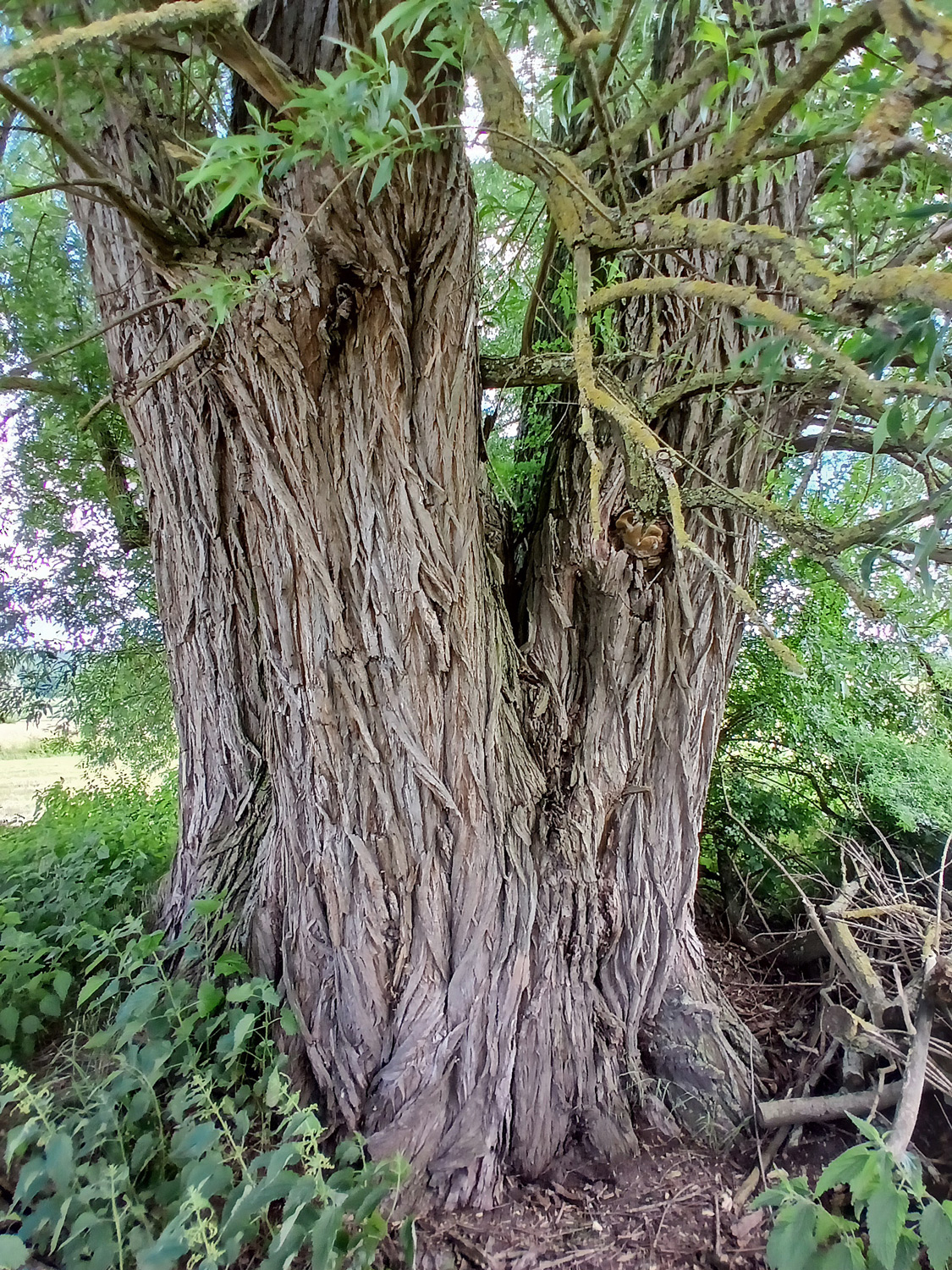 Silber-Weide - Rottenburg - Juli 2018