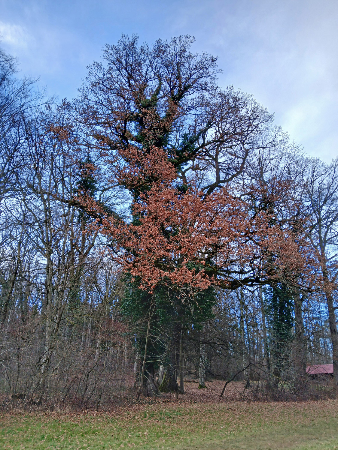 Hedera helix - Ofterdingen - Jan. 2025