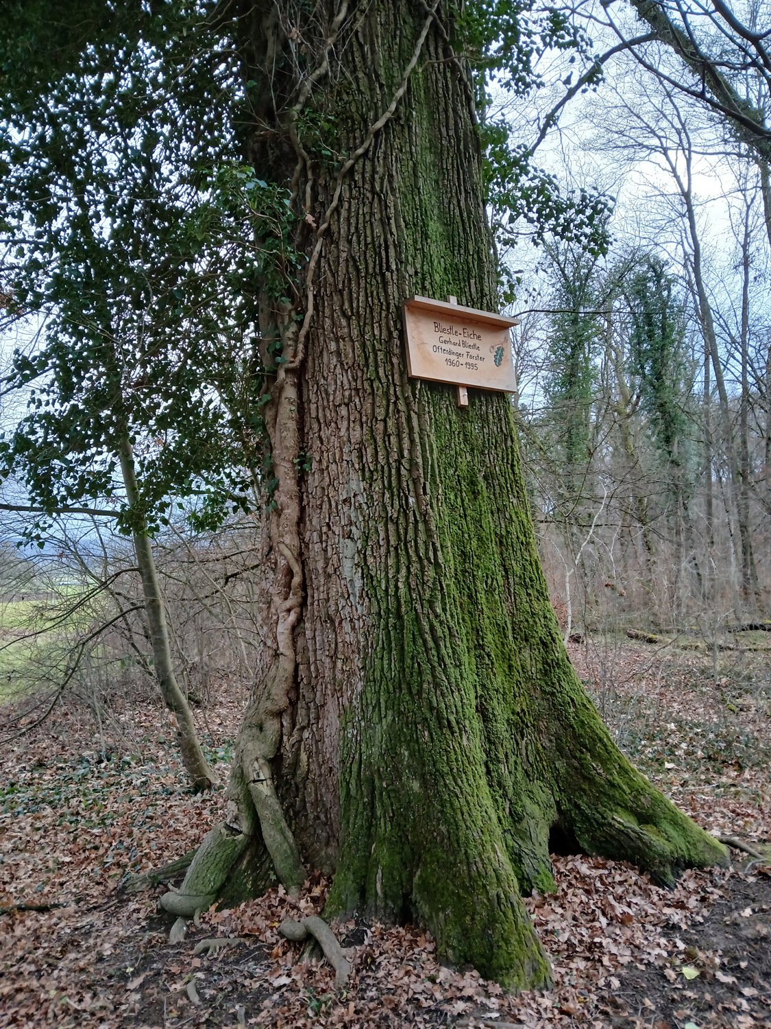 Hedera helix - Ofterdingen - Jan. 2025