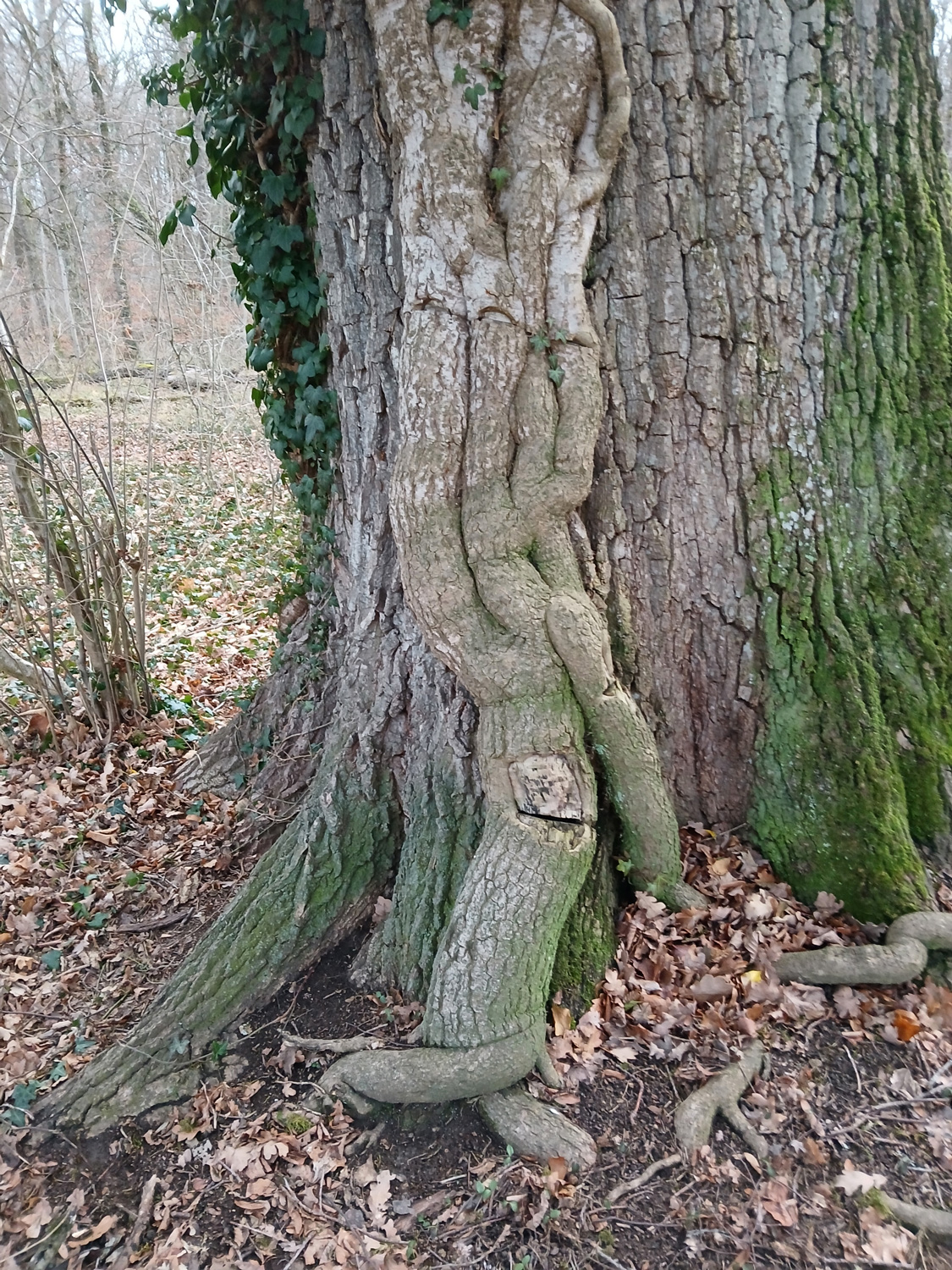 Hedera helix - Ofterdingen - Jan. 2025