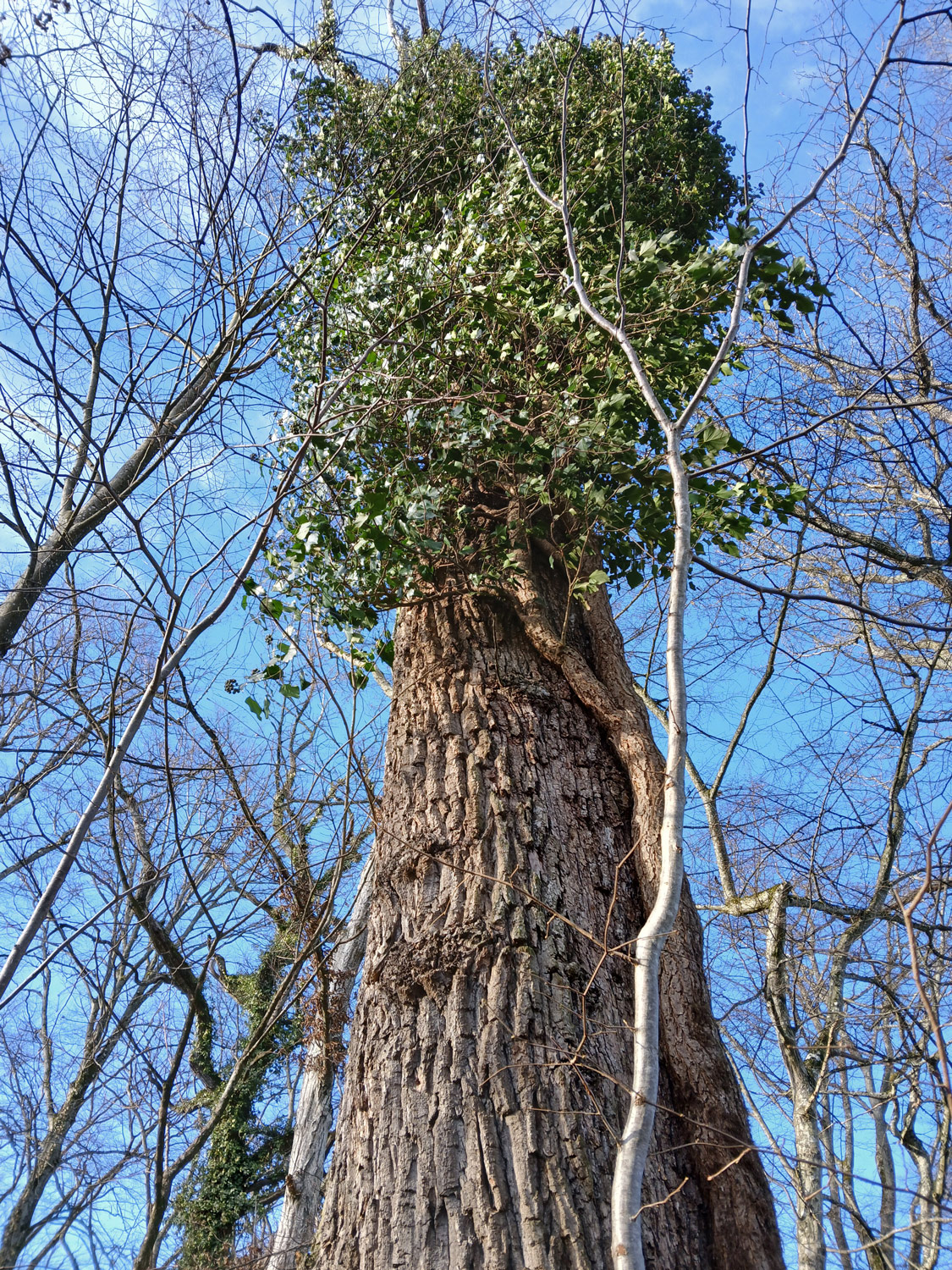 Hedera helix - Ofterdingen - Jan. 2025