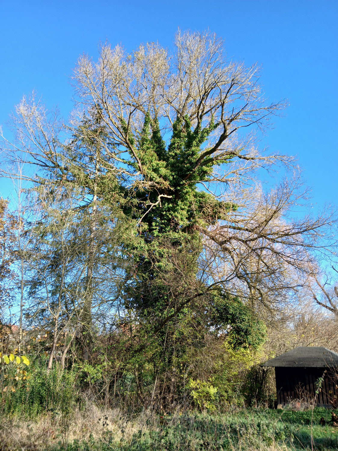 Hedera helix - Kusterdingen-Jettenburg - Jan. 2025