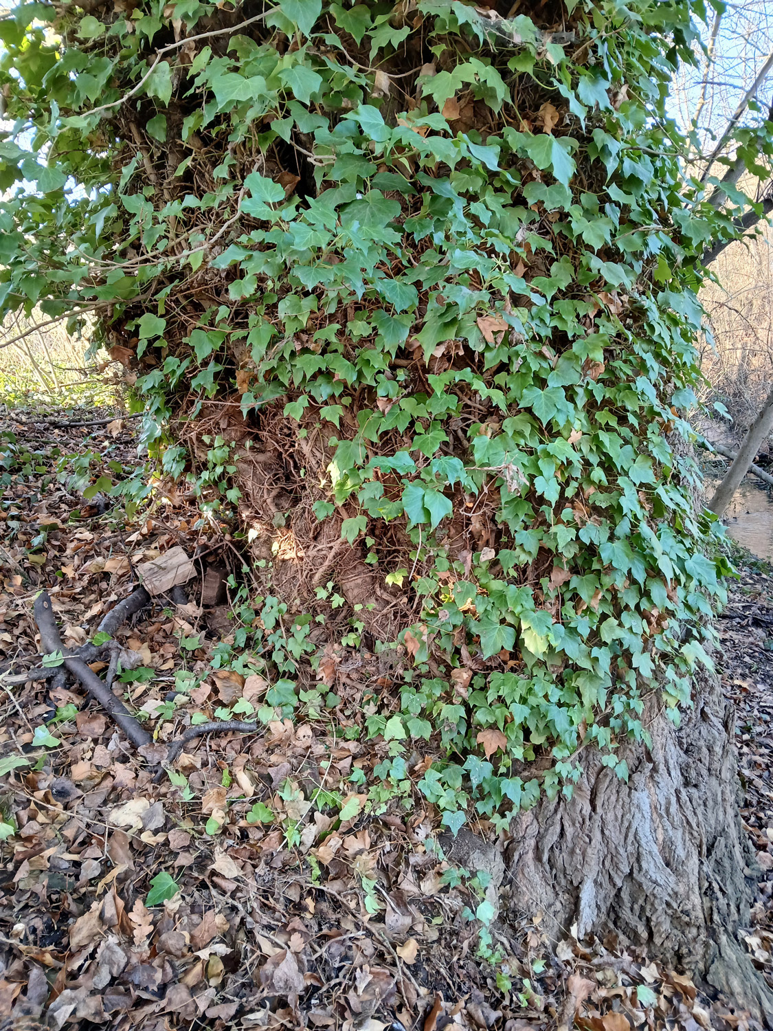 Hedera helix - Kusterdingen-Jettenburg - Jan. 2025